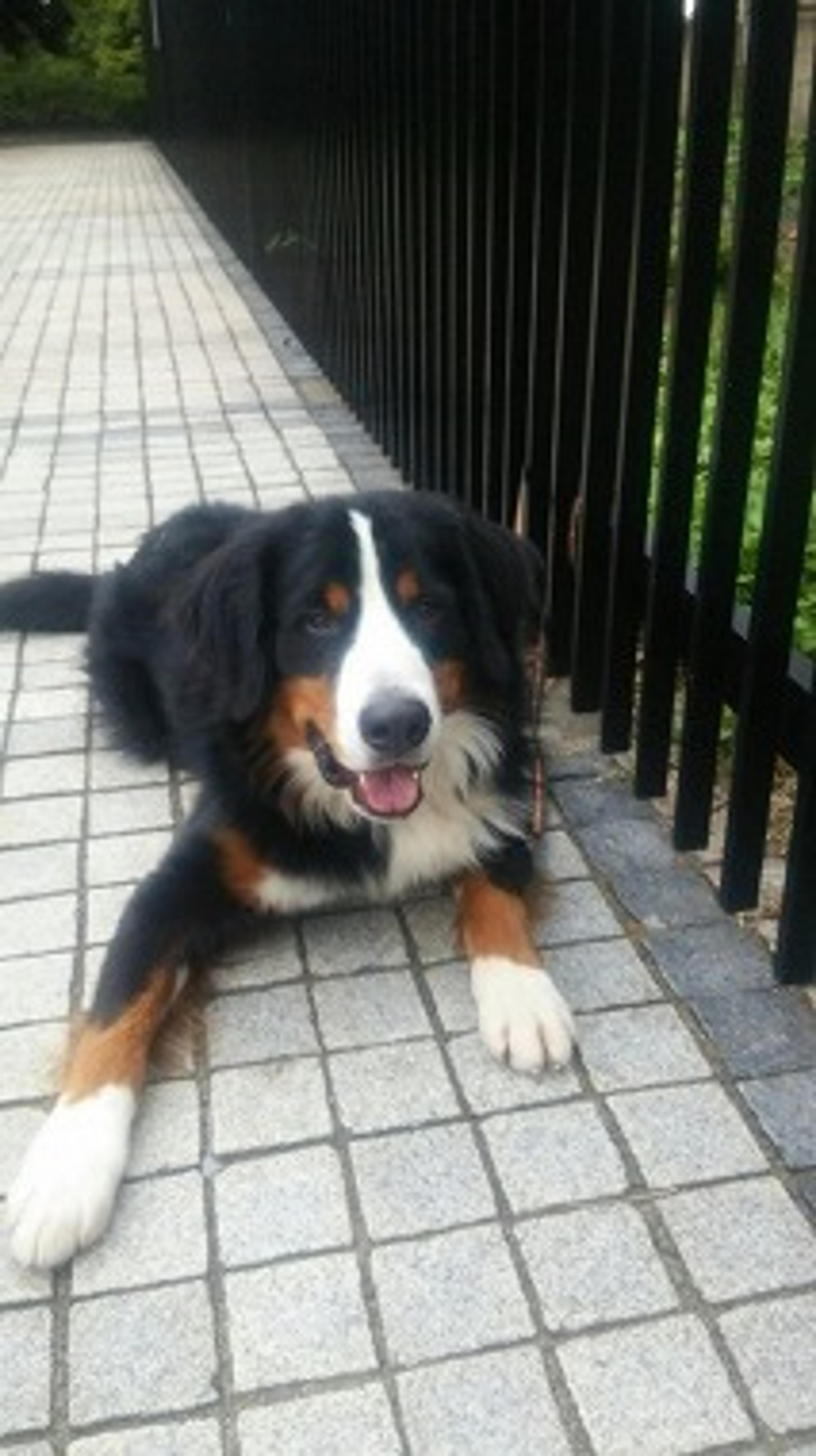 pet-image-3