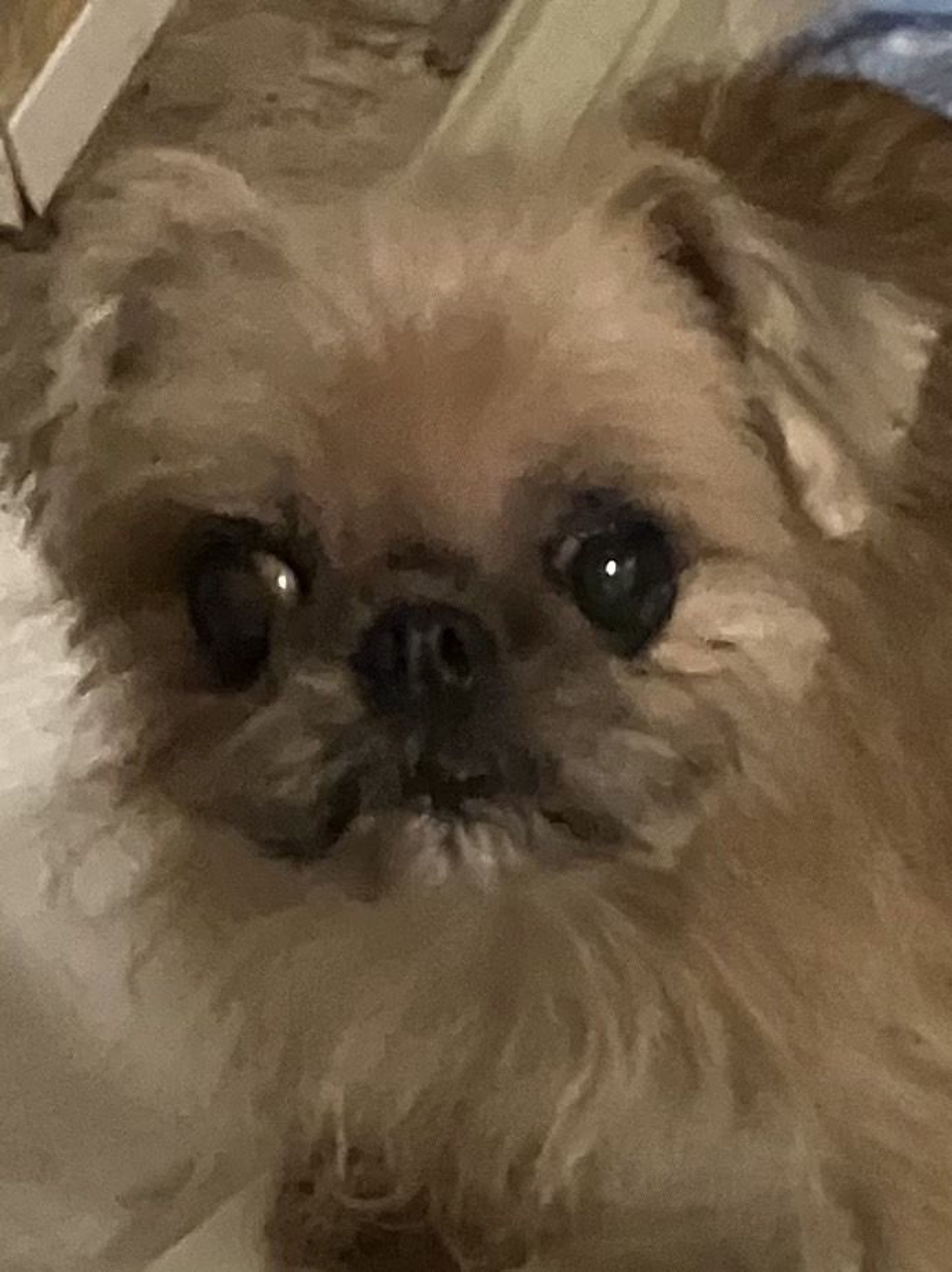 pet-image-2