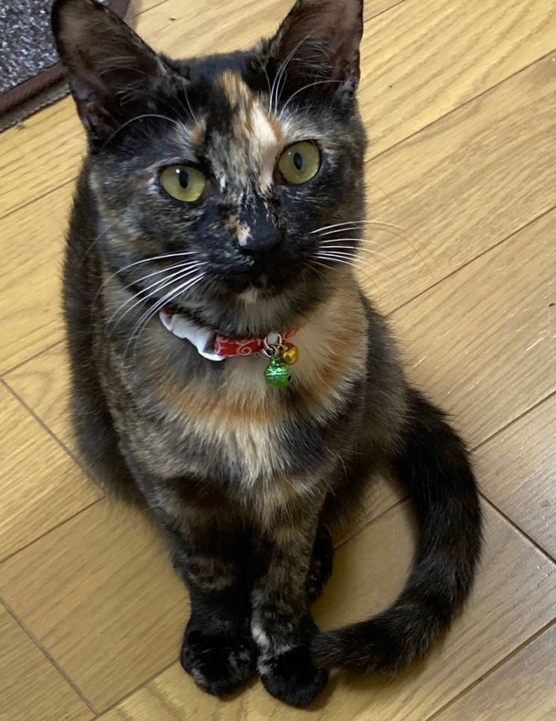 雑種（ミックス猫）・メスの里親募集の写真