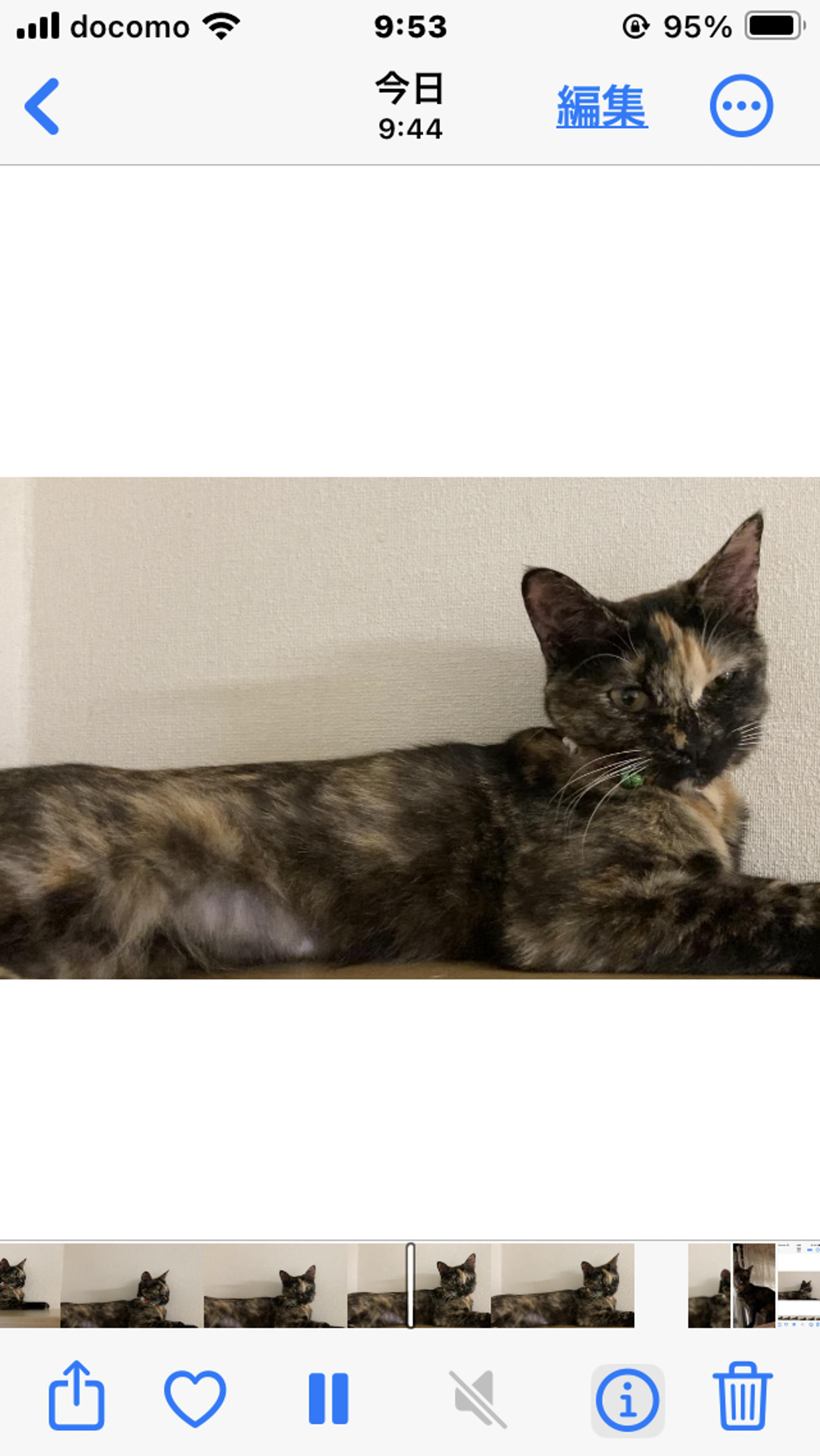 pet-image-4