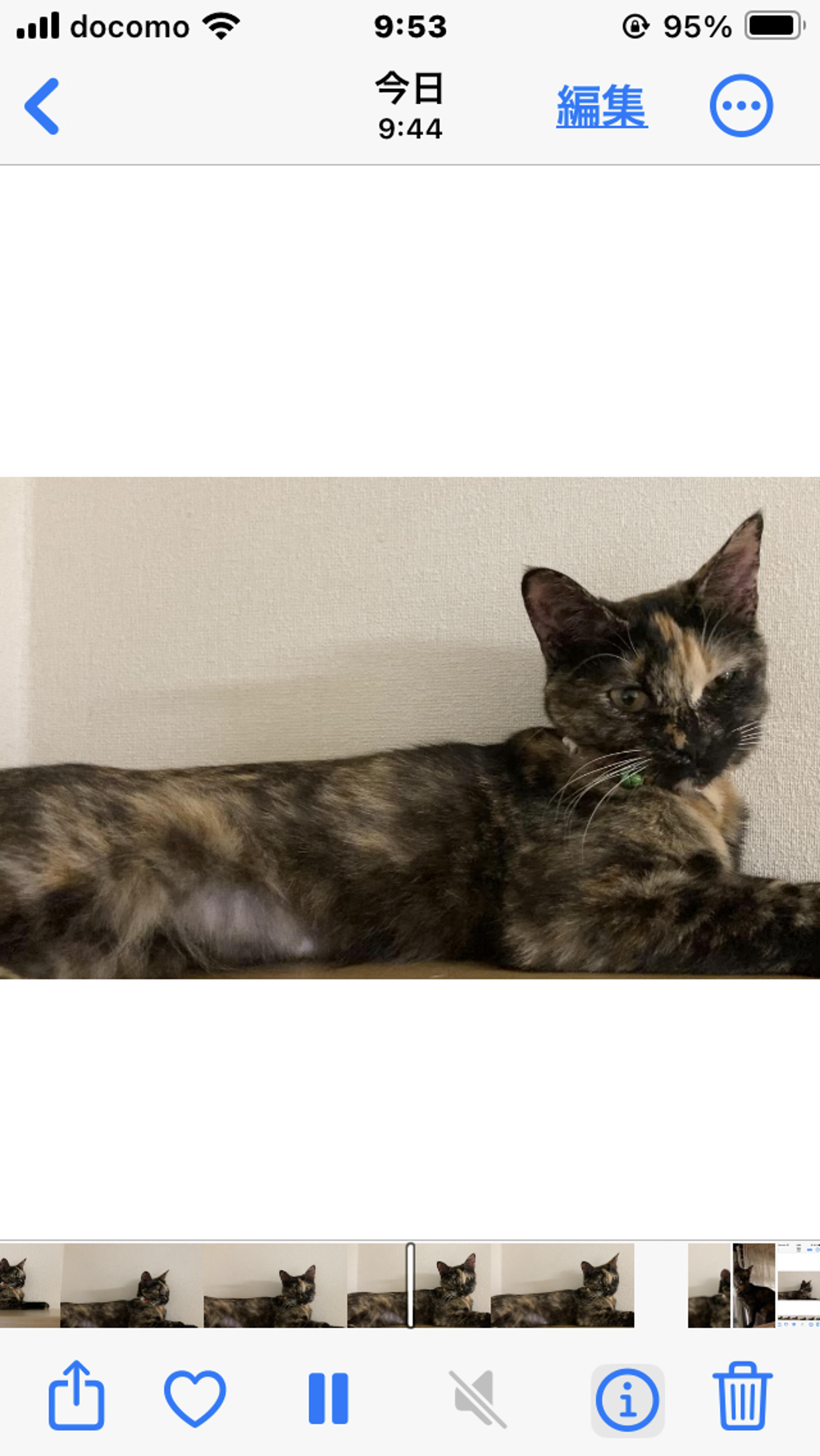 pet-image-4