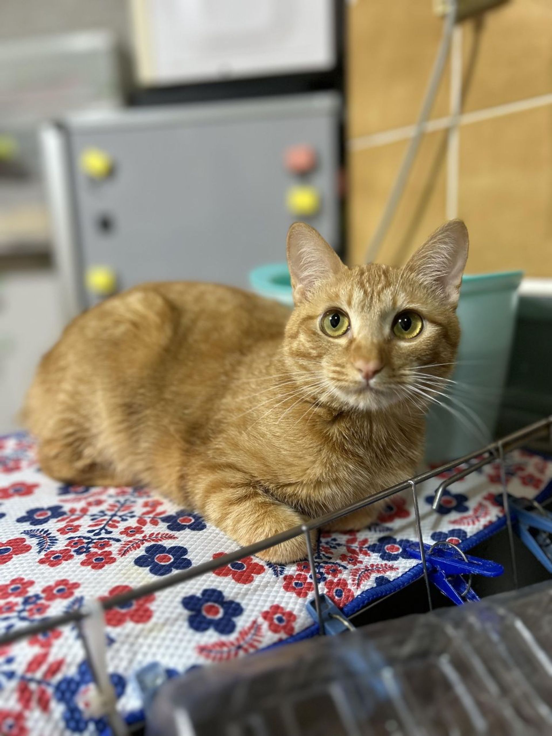 雑種（ミックス猫）・メスの里親募集の写真