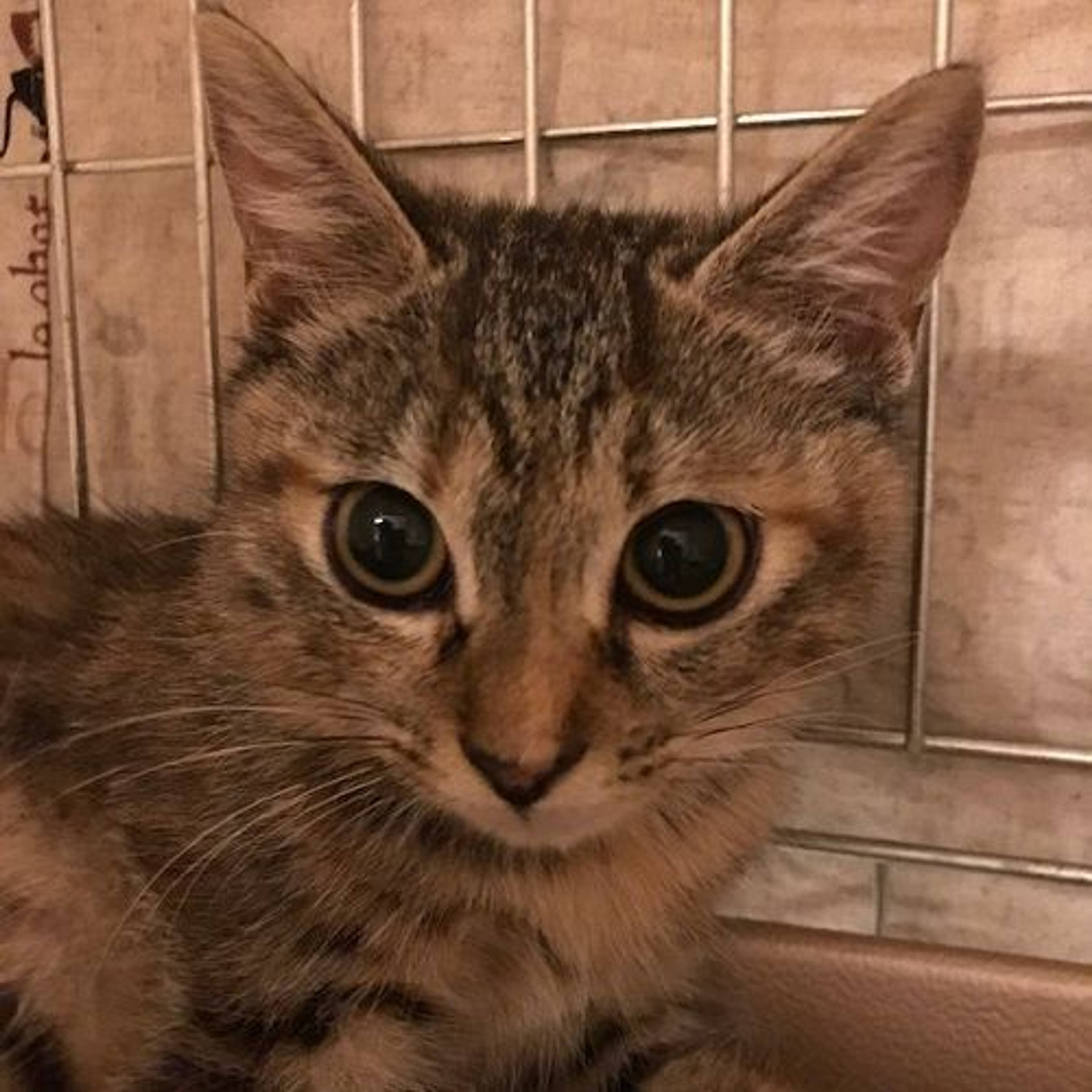 雑種（ミックス猫）・メスの里親募集の写真