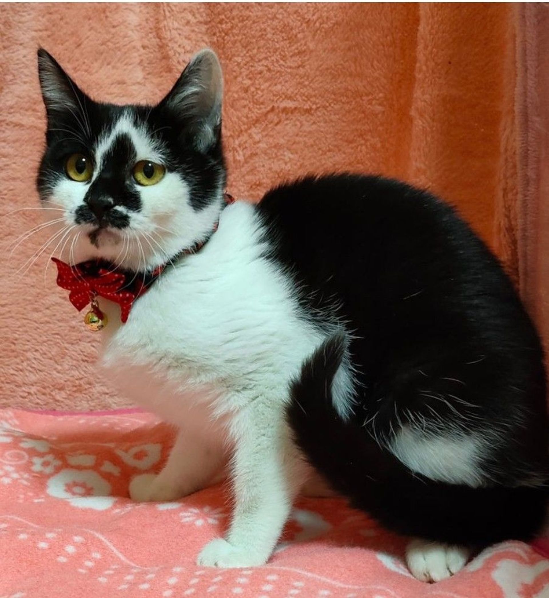 雑種（ミックス猫）・メスの里親募集の写真