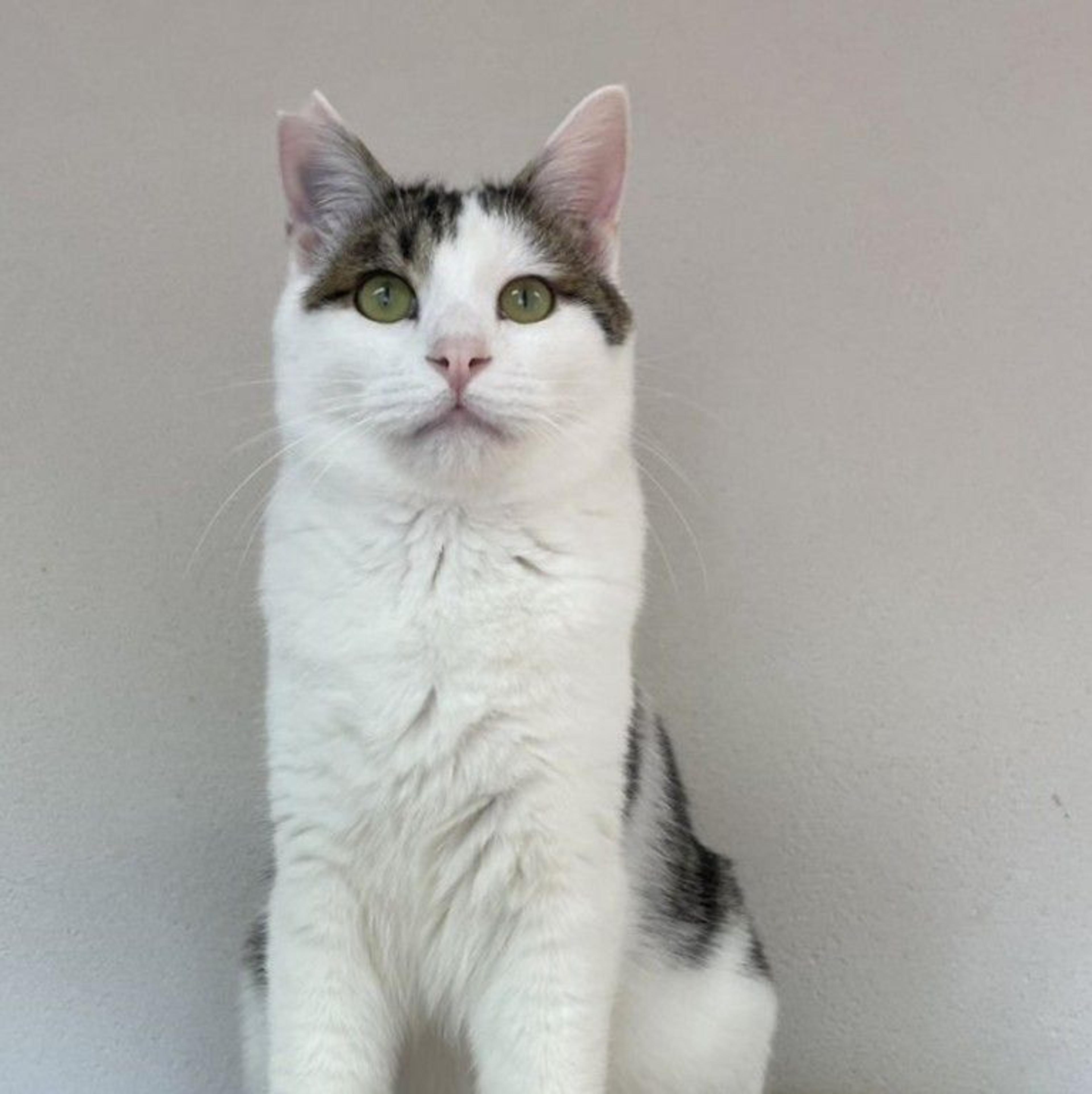 pet-image-2