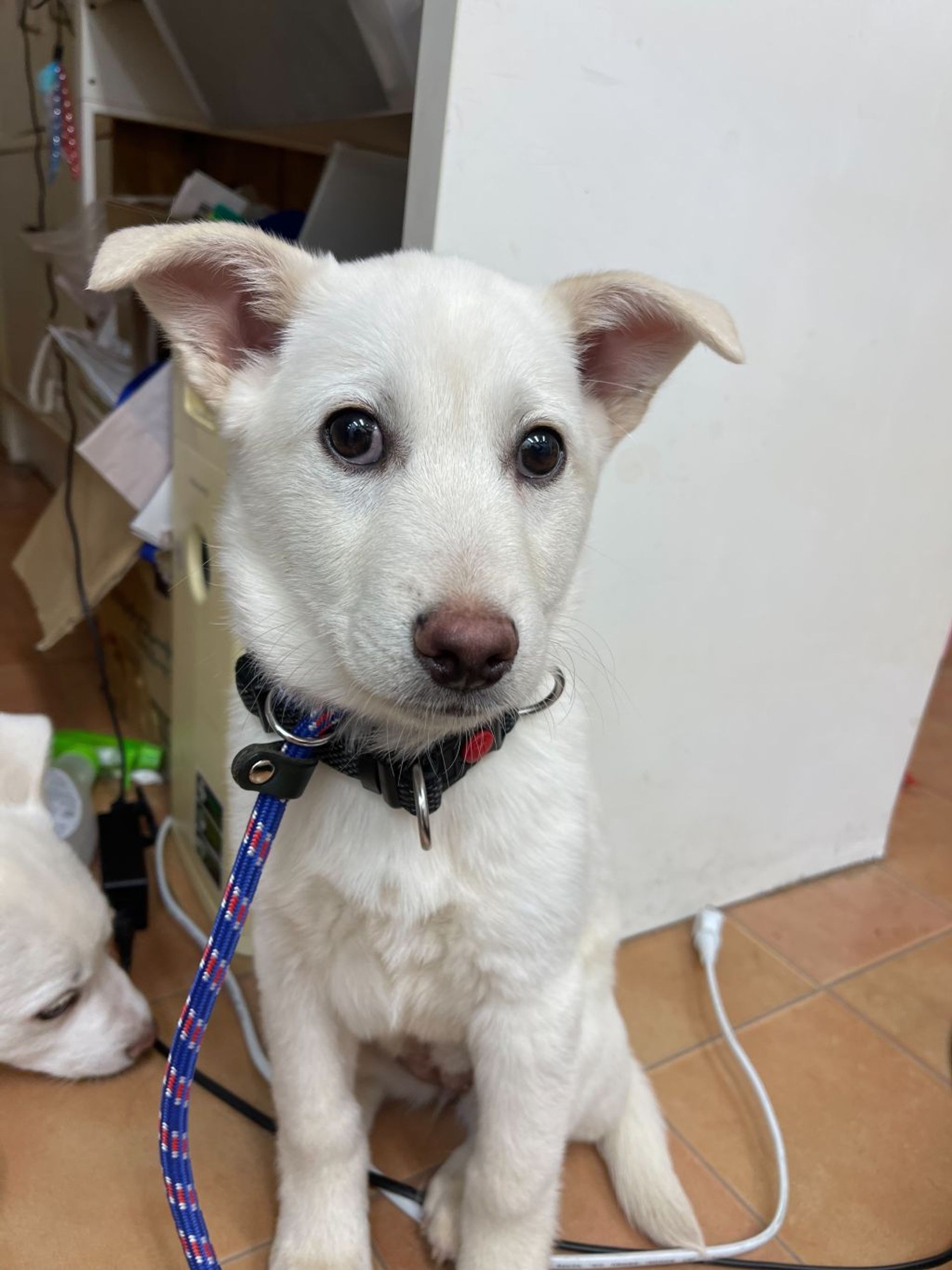 雑種（ミックス犬）・メスの里親募集の写真