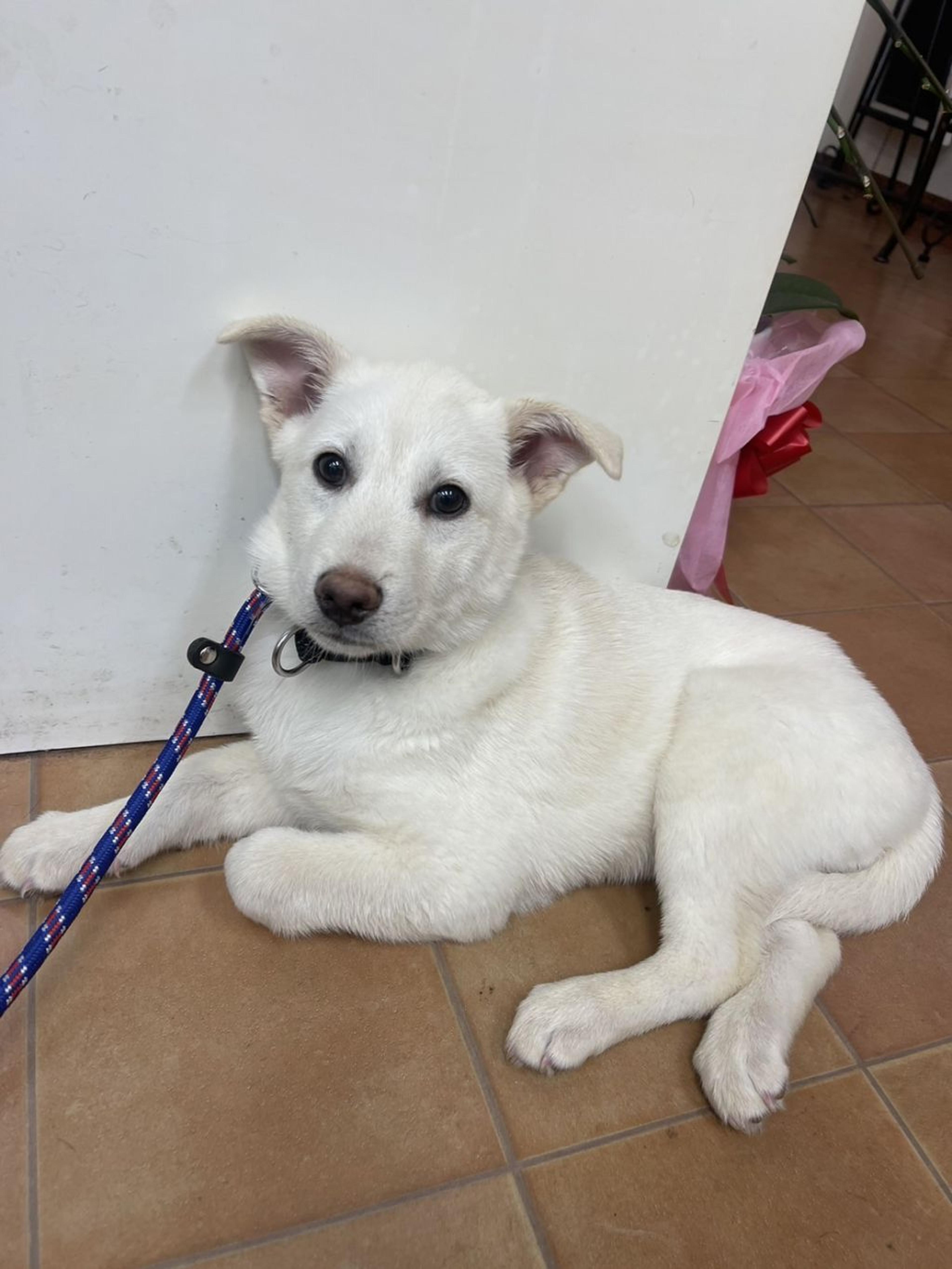 pet-image-2