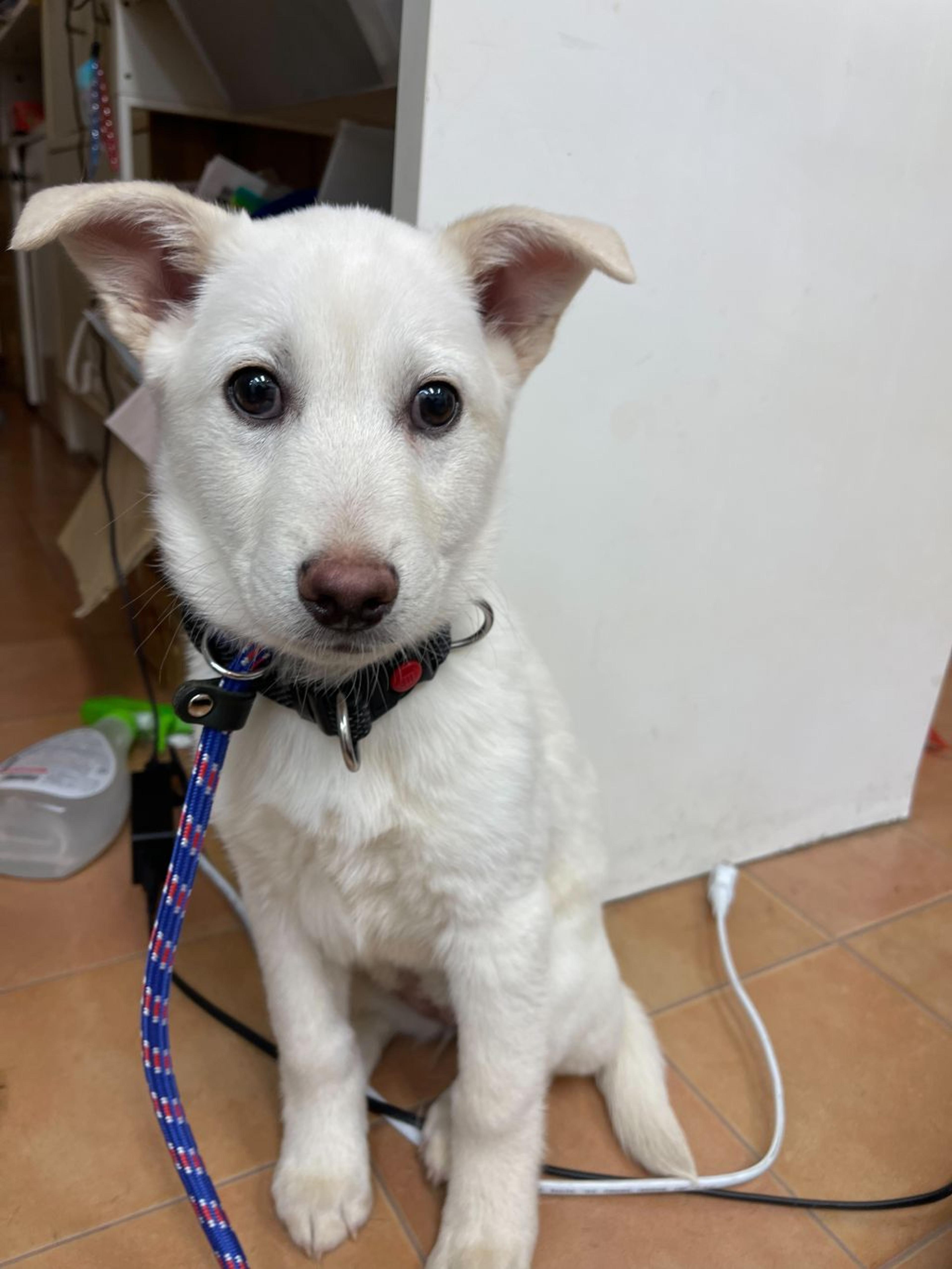 pet-image-3
