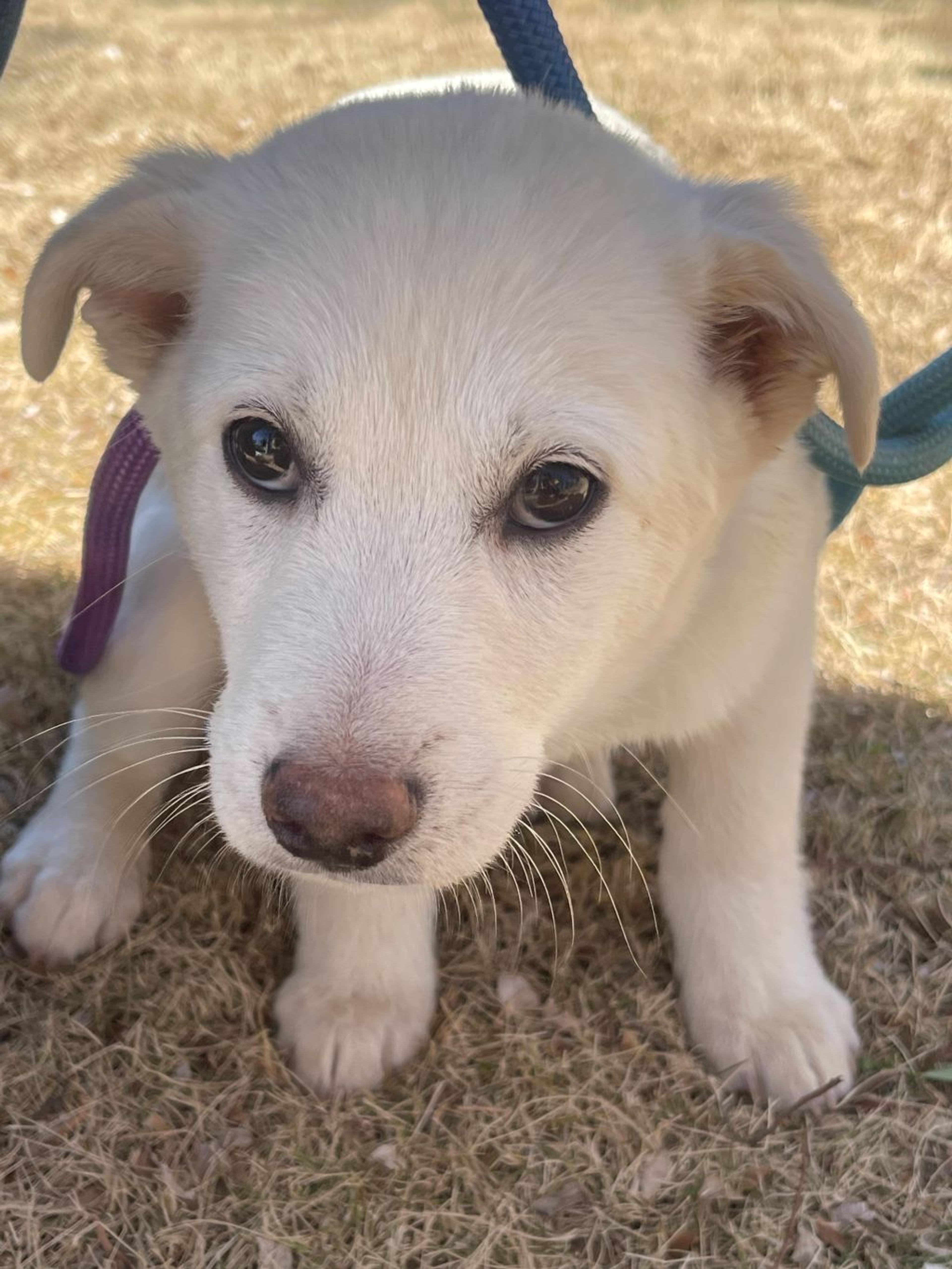 pet-image-5