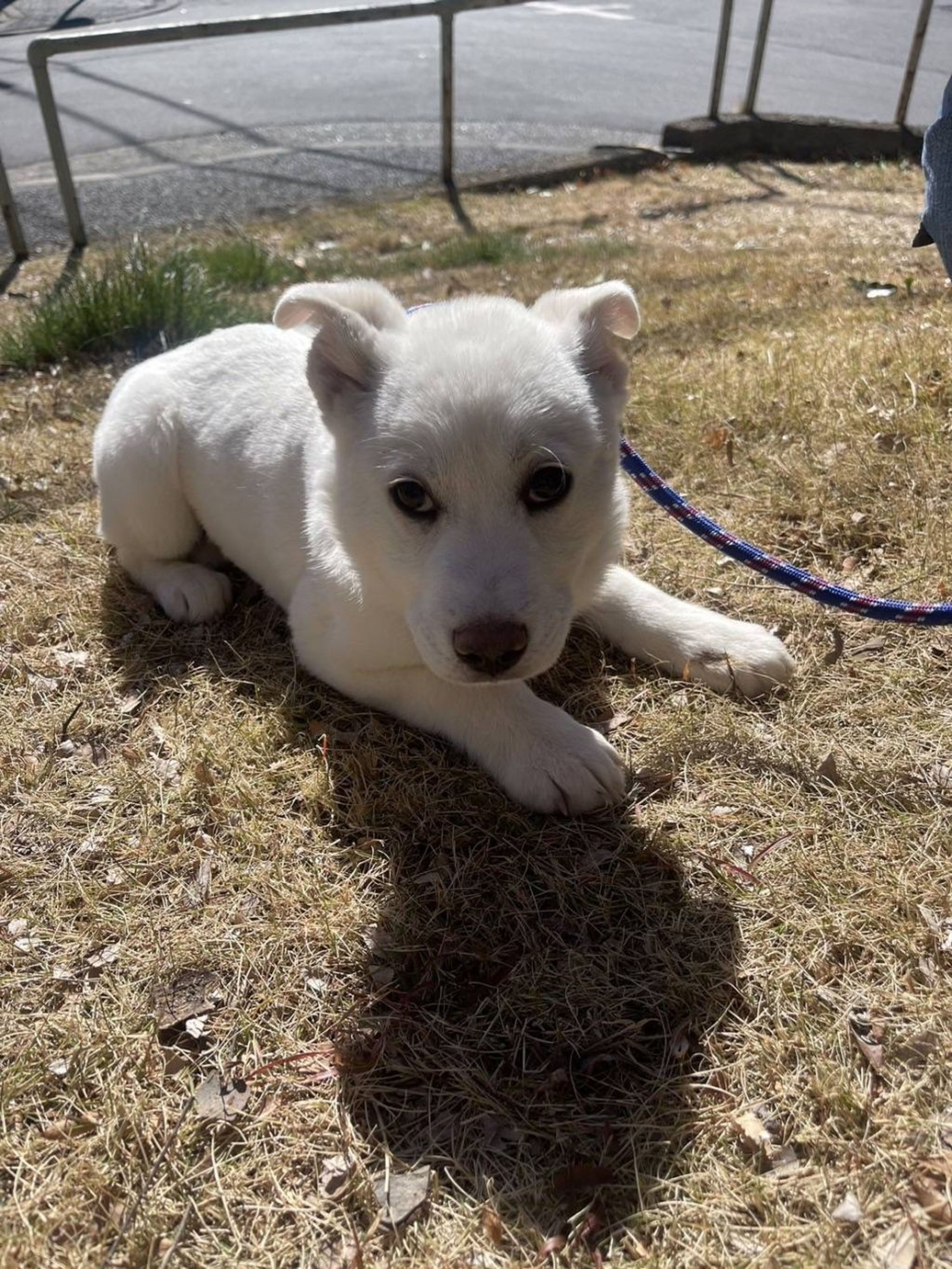 pet-image-3