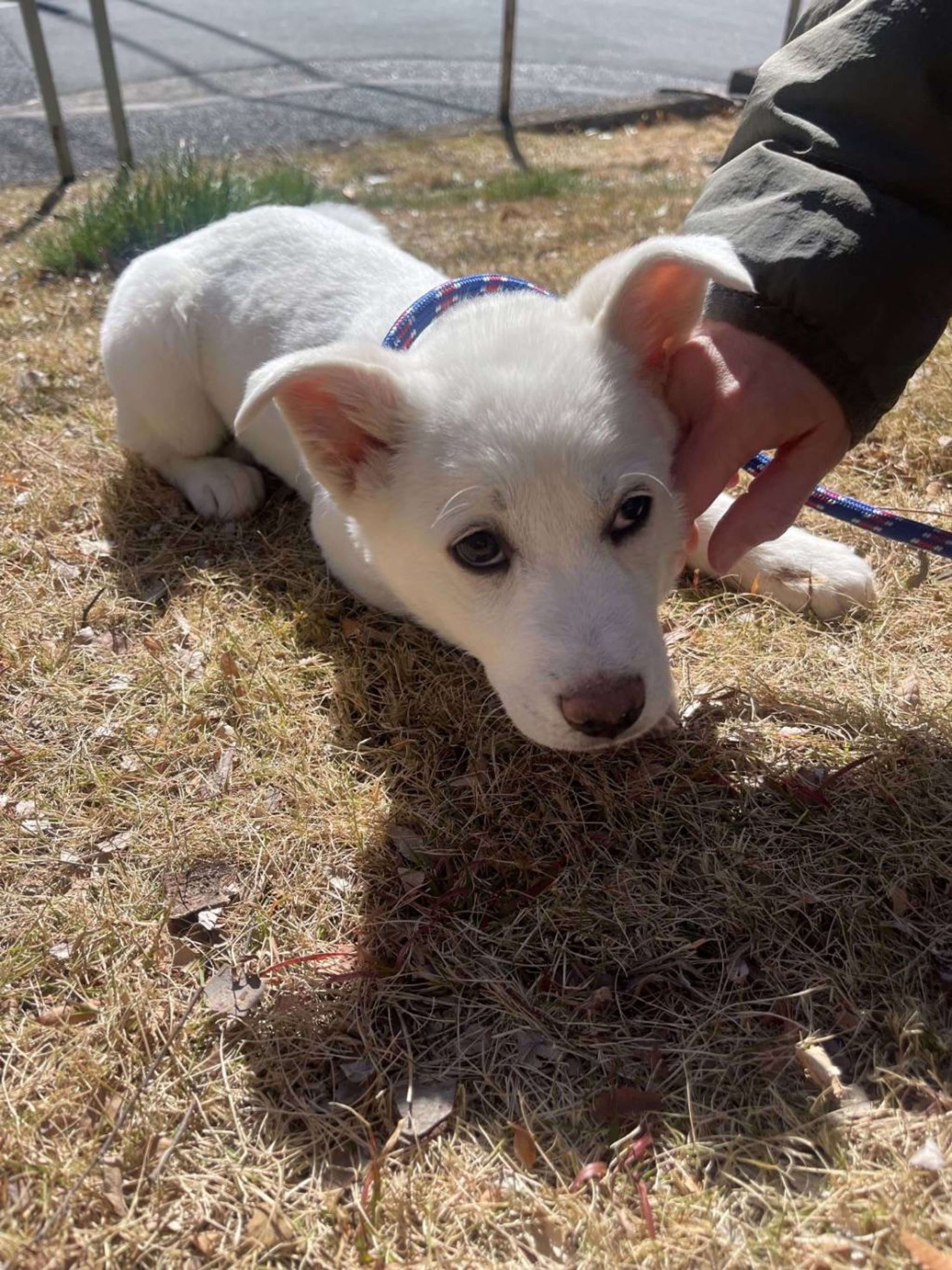 pet-image-5