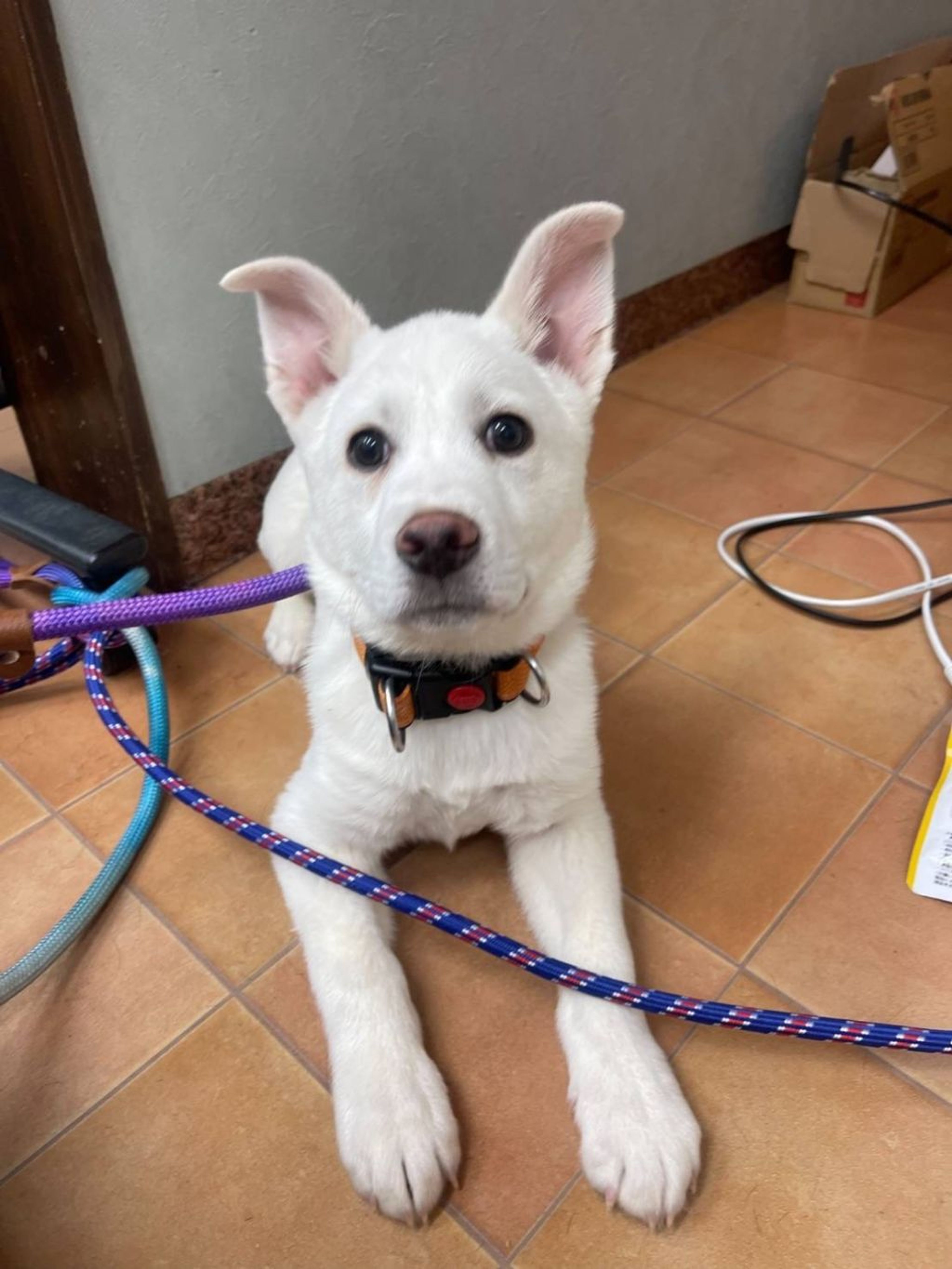 pet-image-2