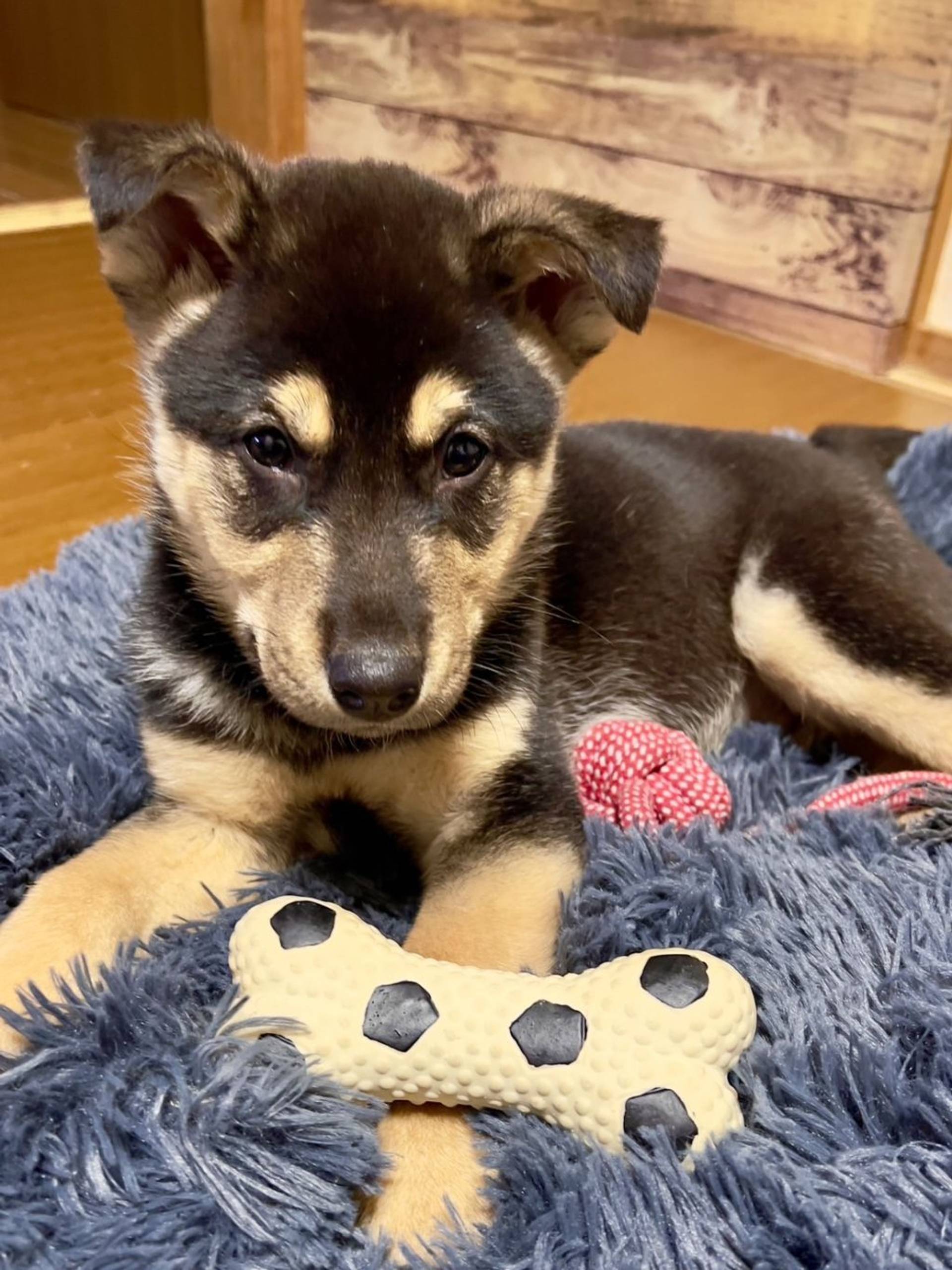 雑種（ミックス犬）・オスの里親募集の写真