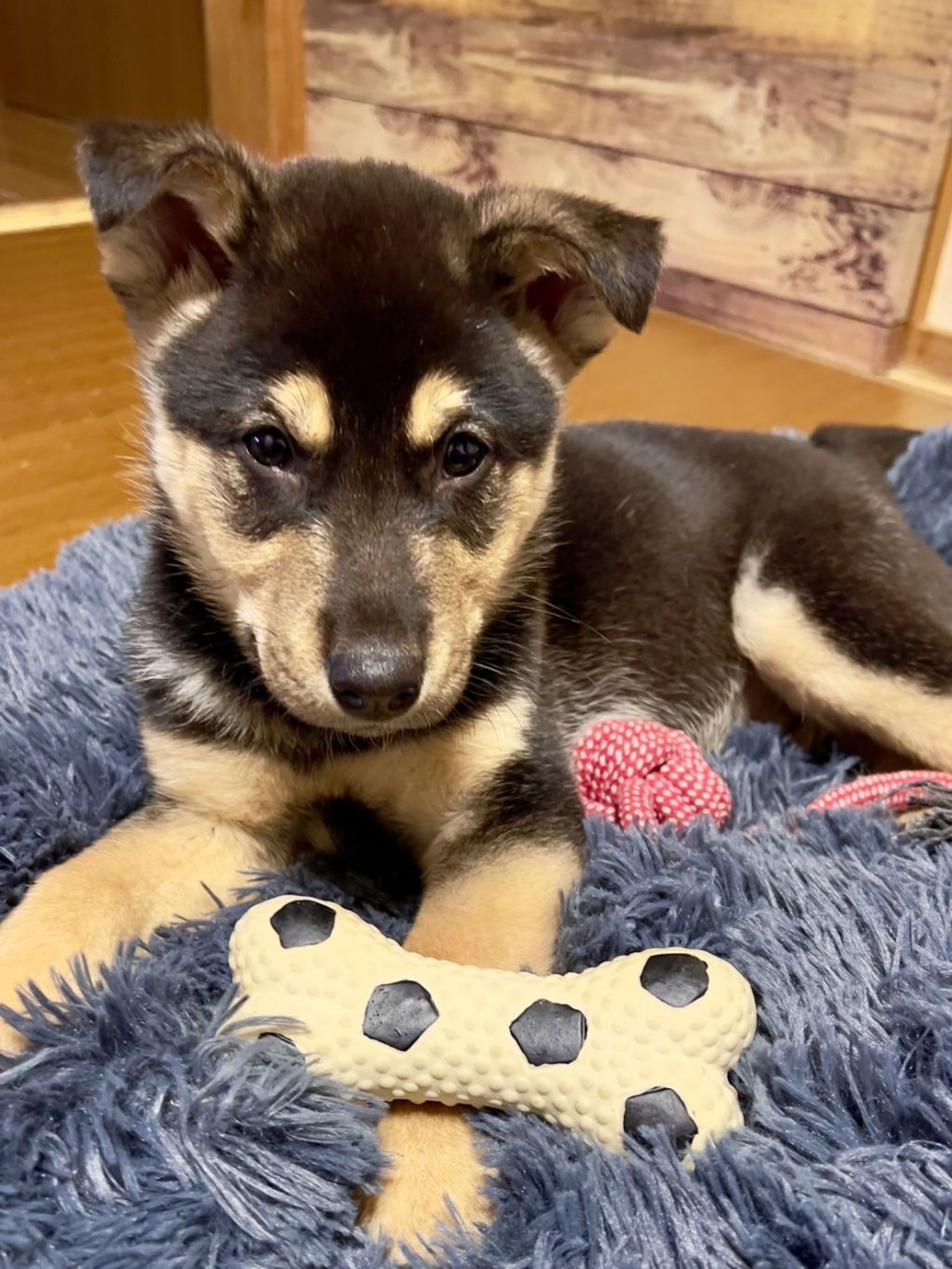 雑種（ミックス犬）・オスの里親募集の写真