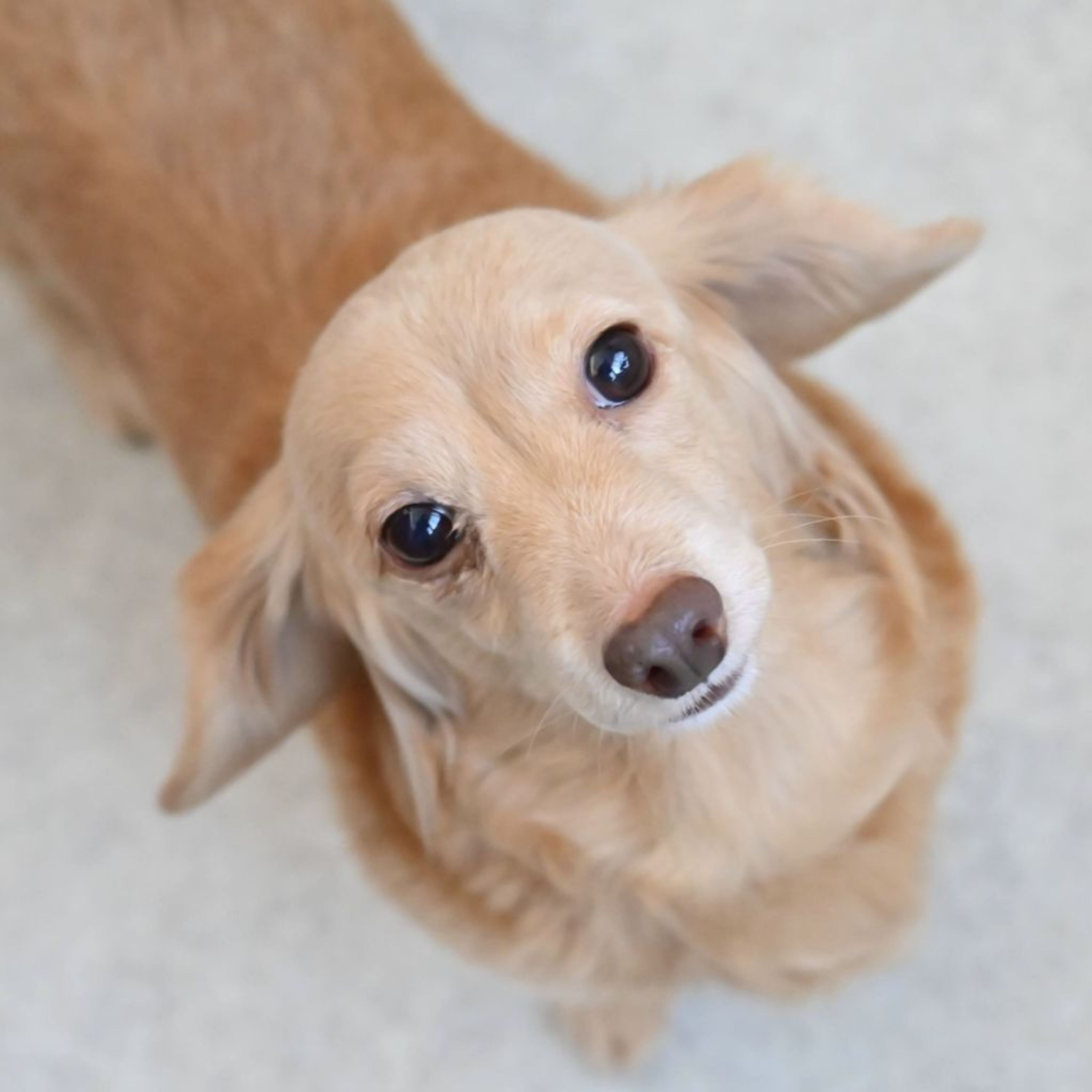 pet-image-3
