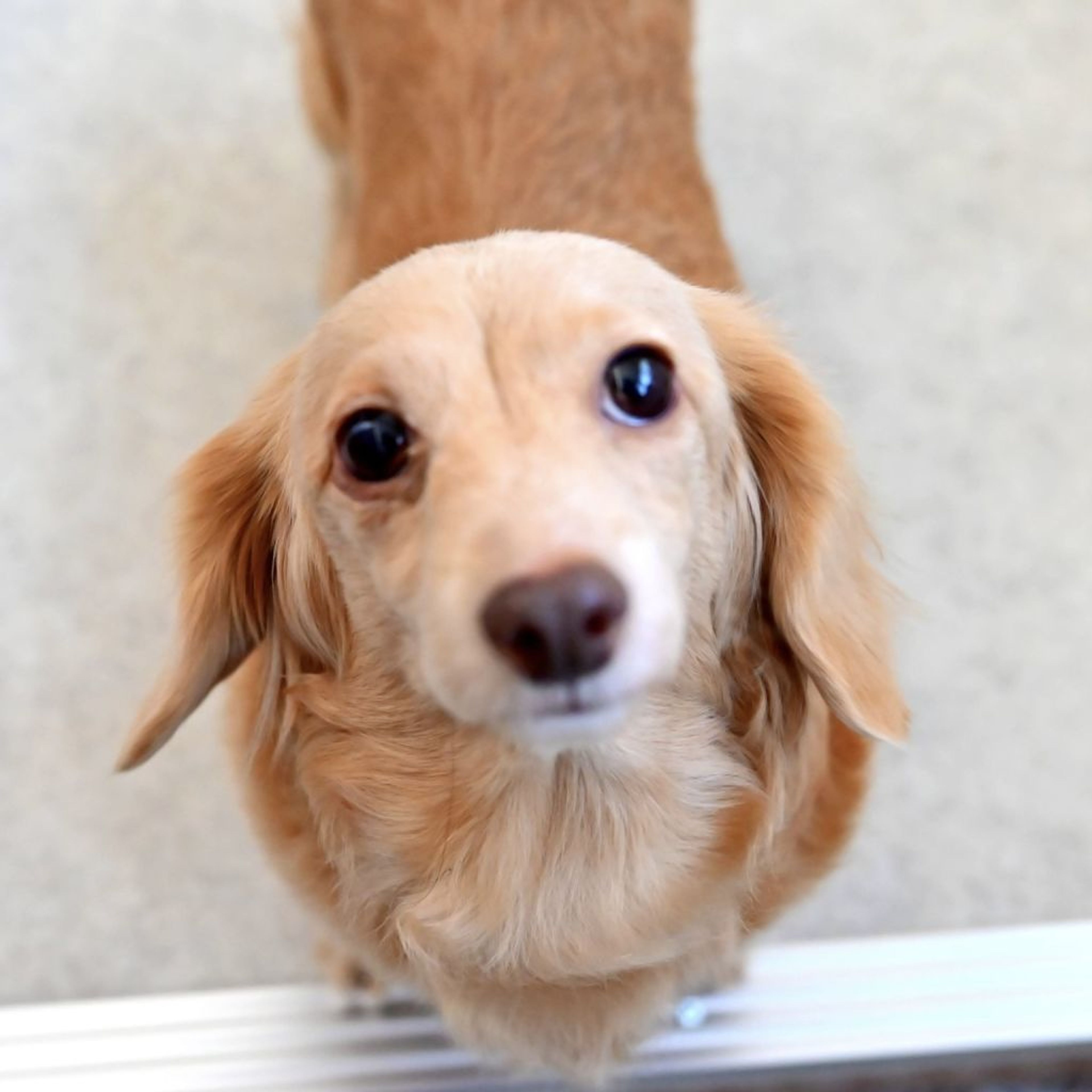 pet-image-4