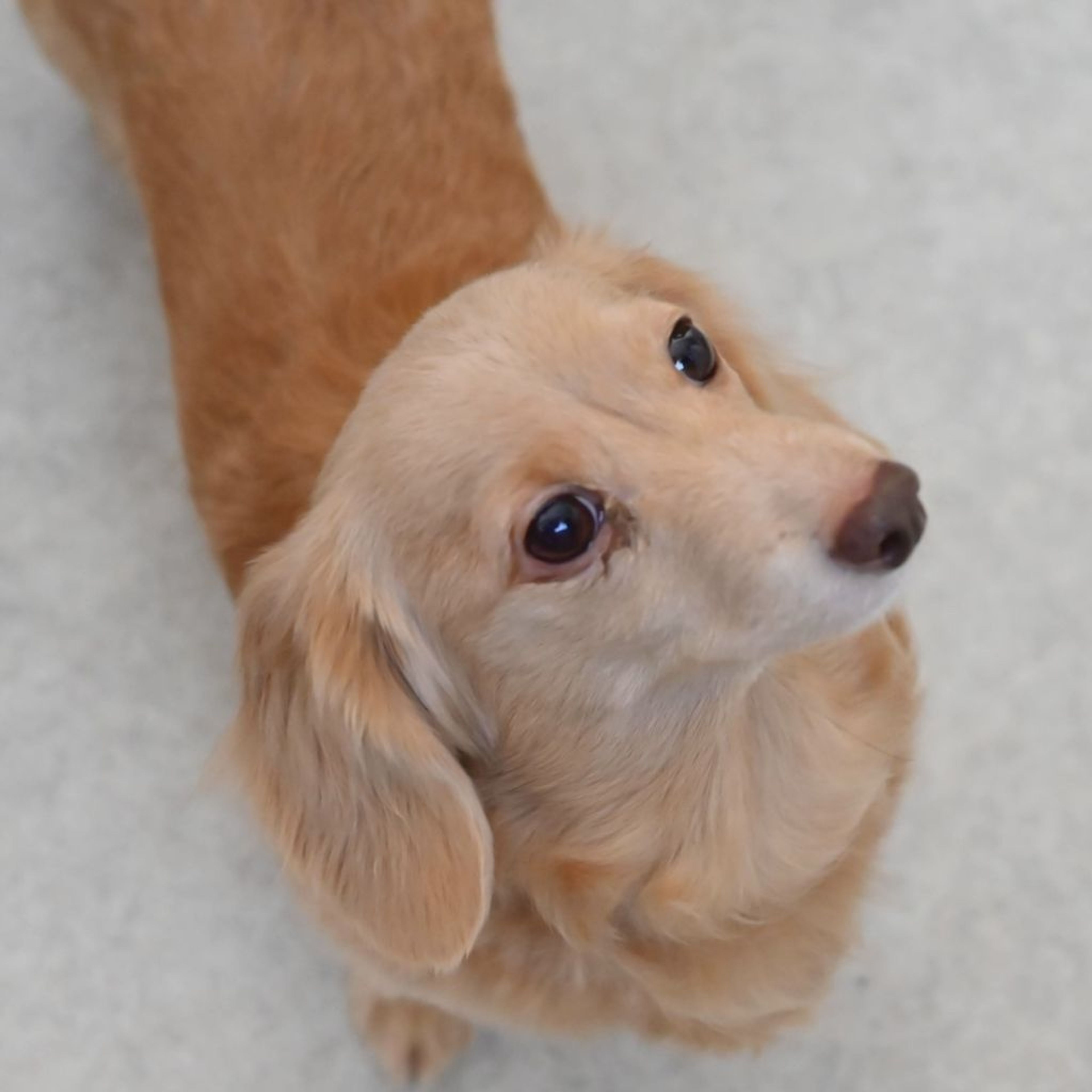 pet-image-5