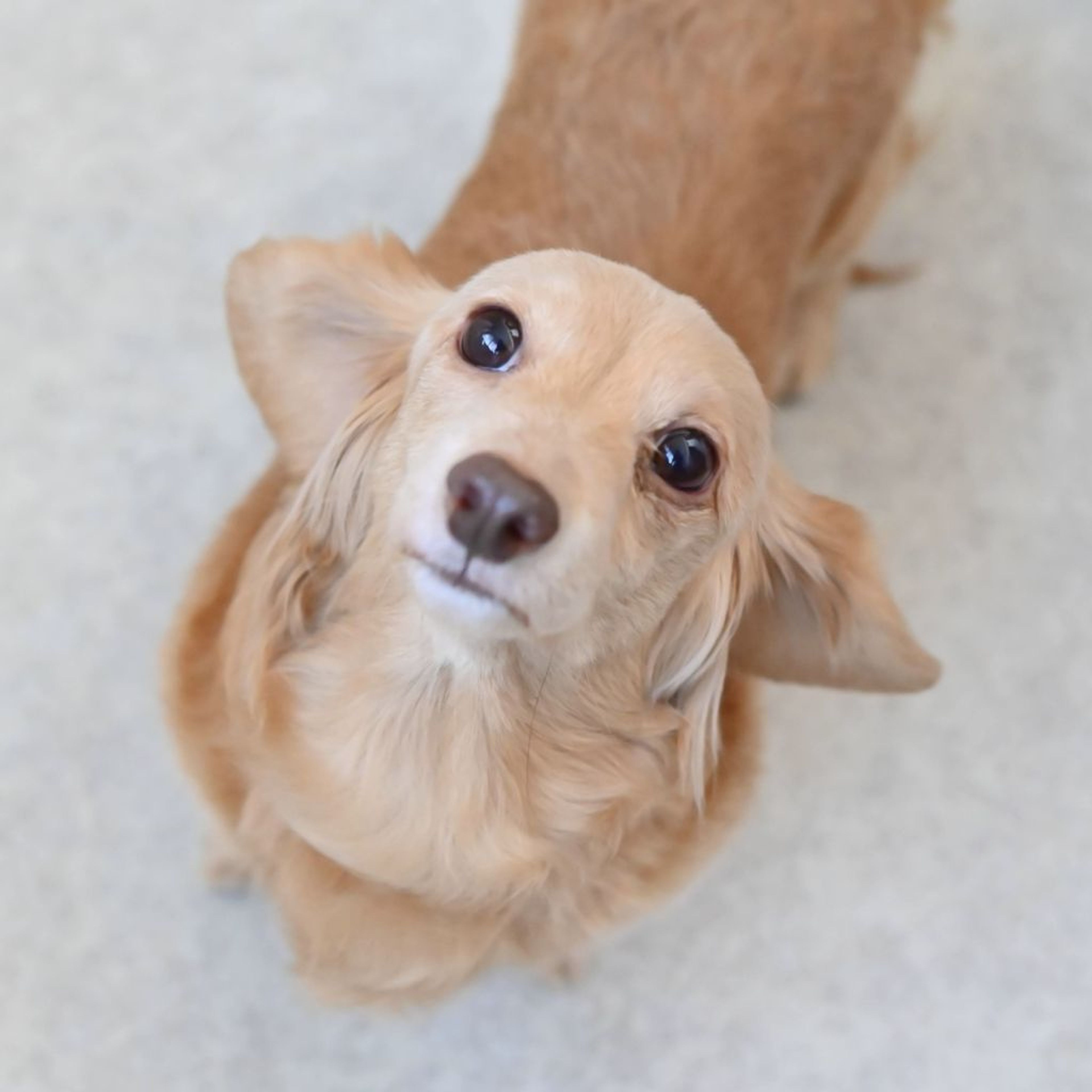 pet-image-6