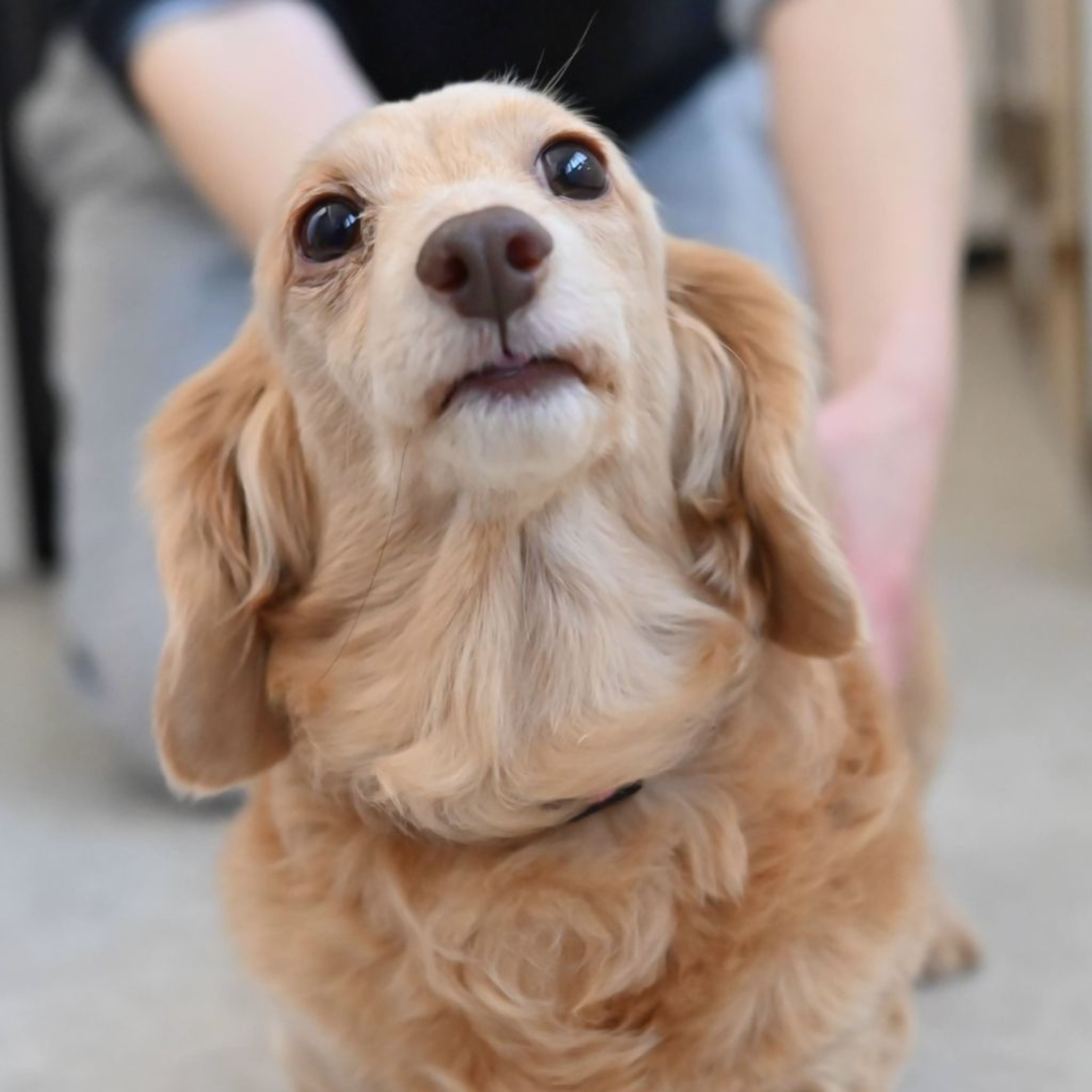 pet-image-7