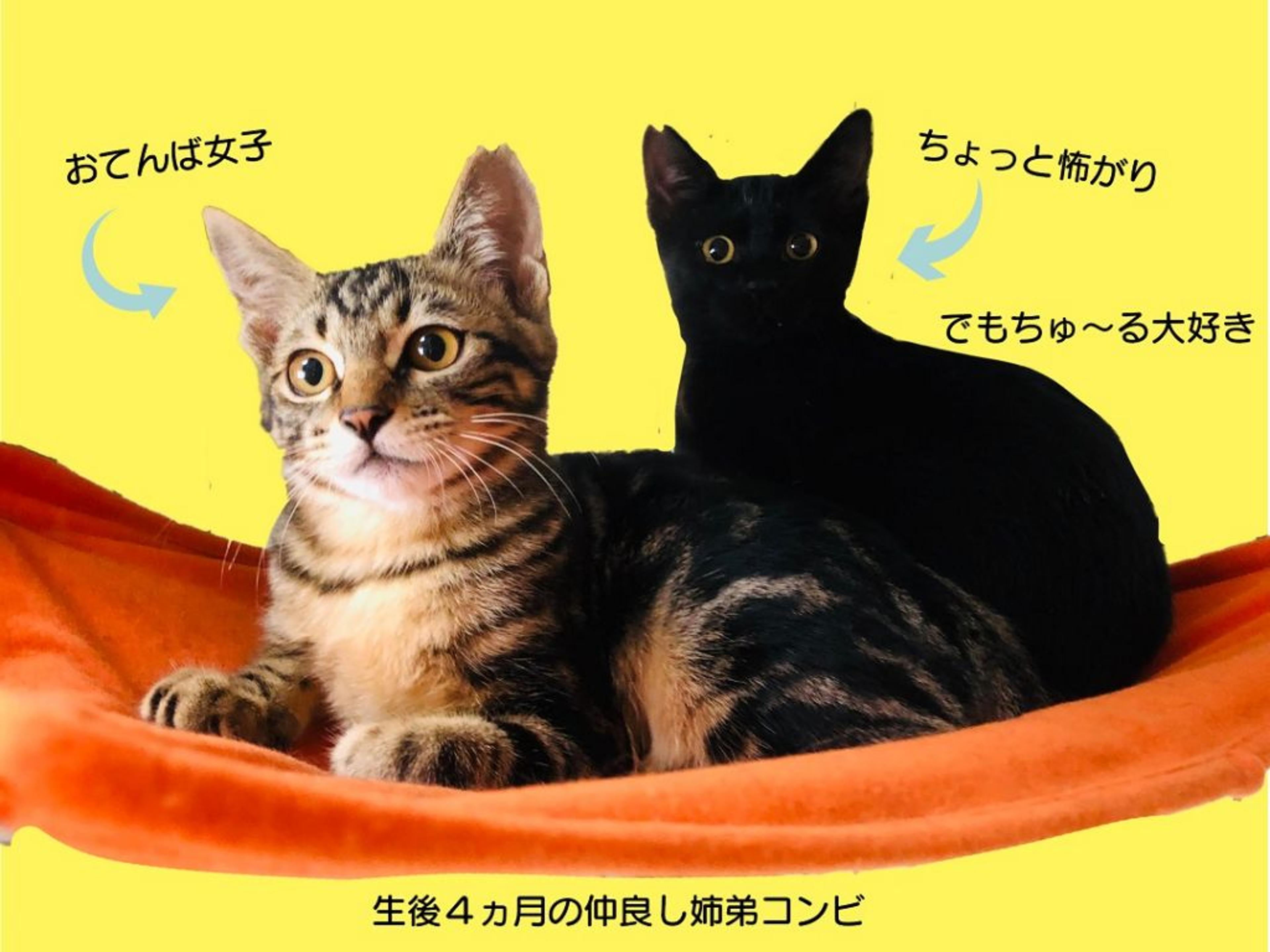 pet-image-2