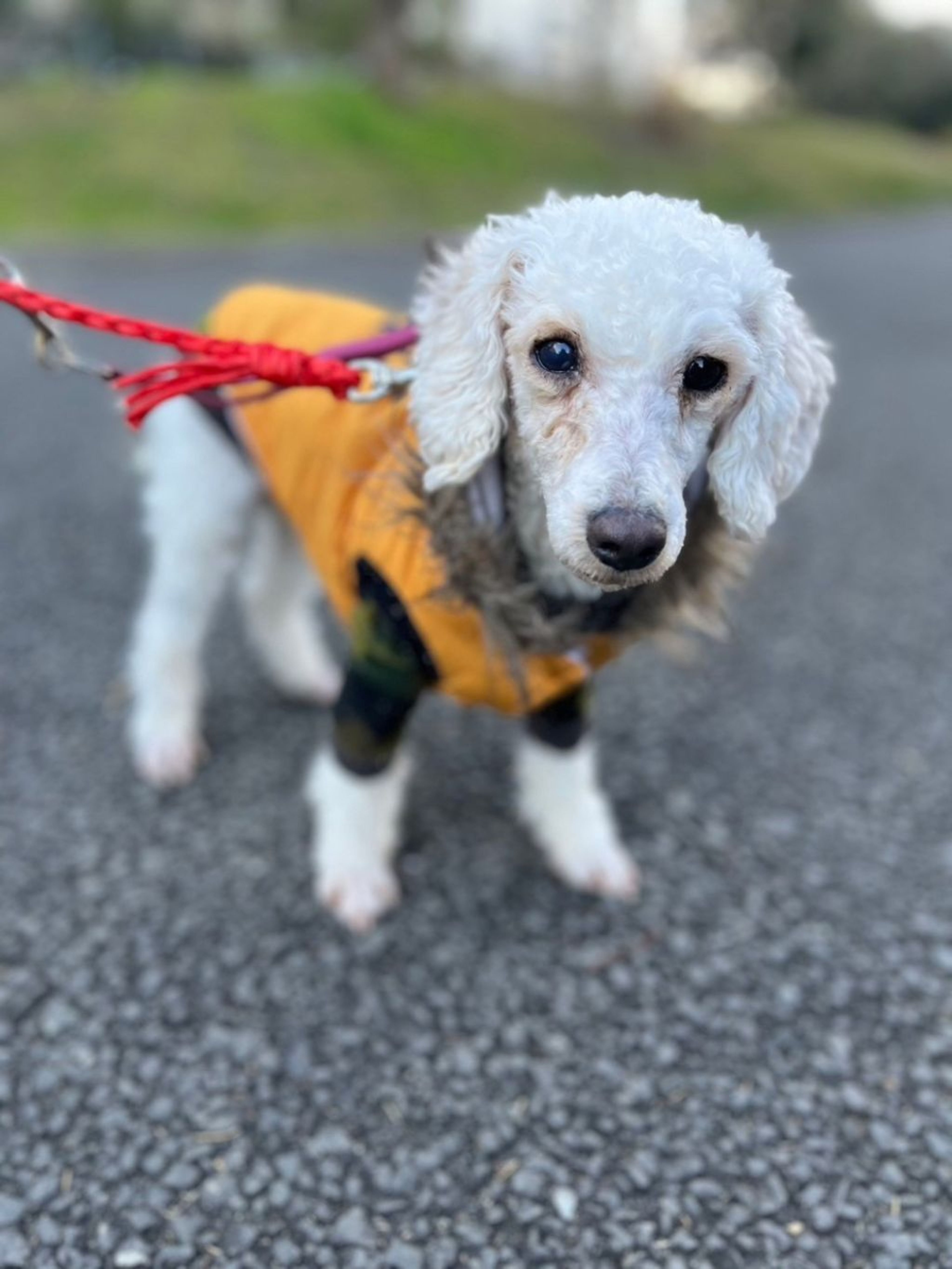 pet-image-2