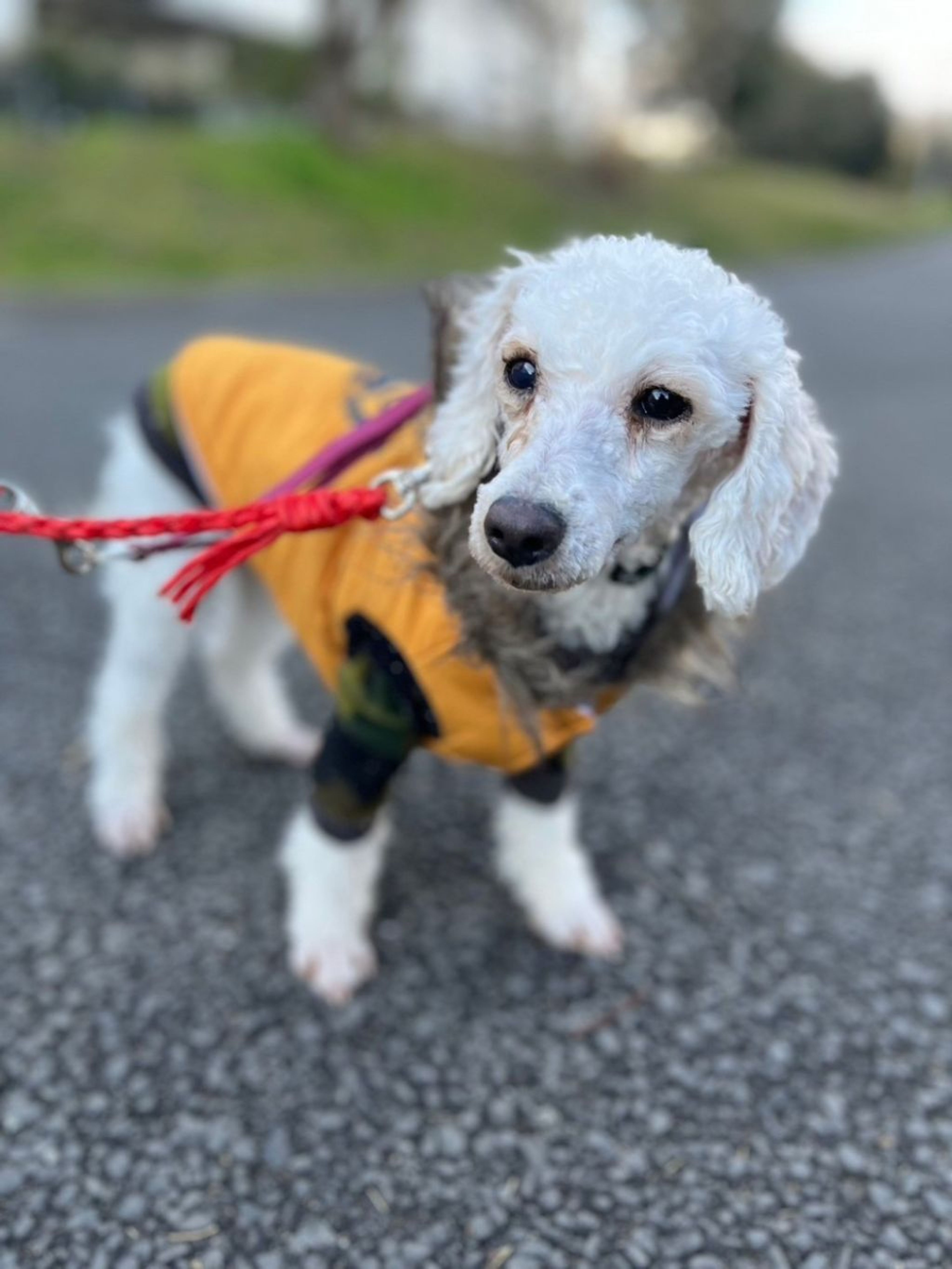 pet-image-3