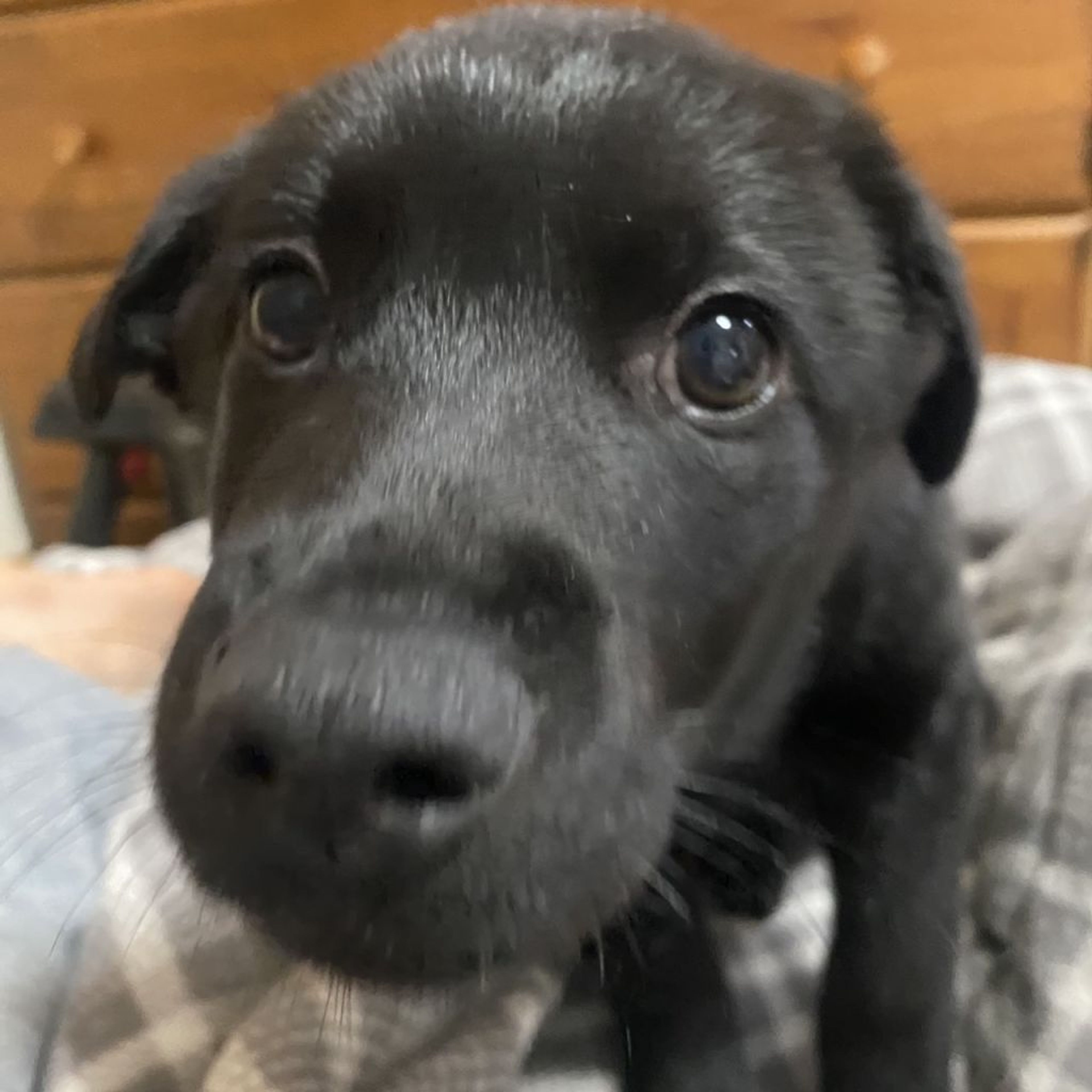 雑種（ミックス犬）・オスの里親募集の写真