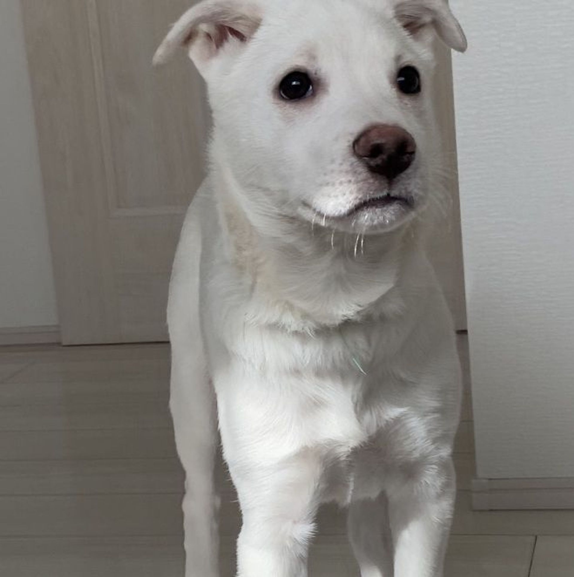 雑種（ミックス犬）・オスの里親募集の写真