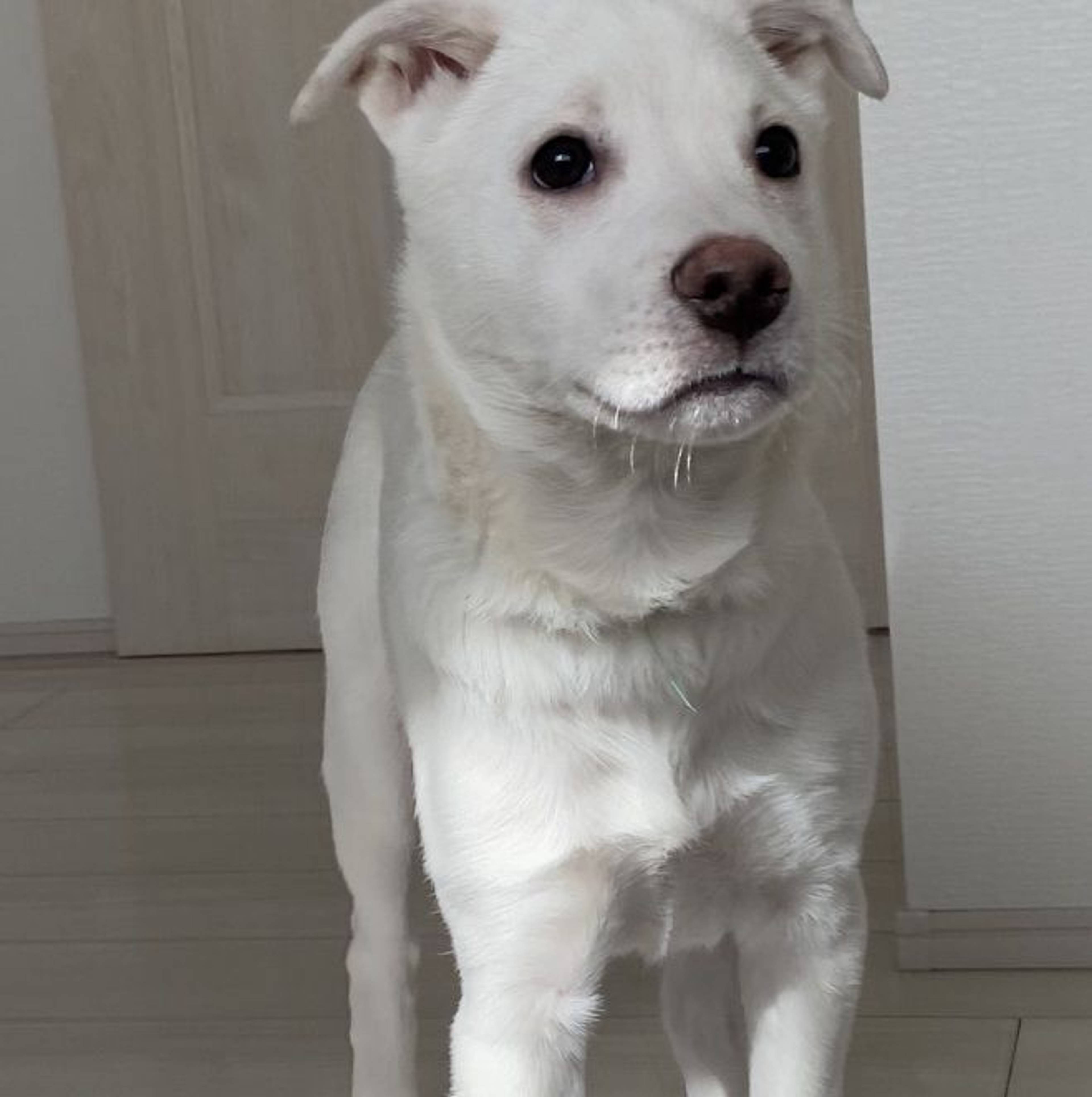 雑種（ミックス犬）・オスの里親募集の写真
