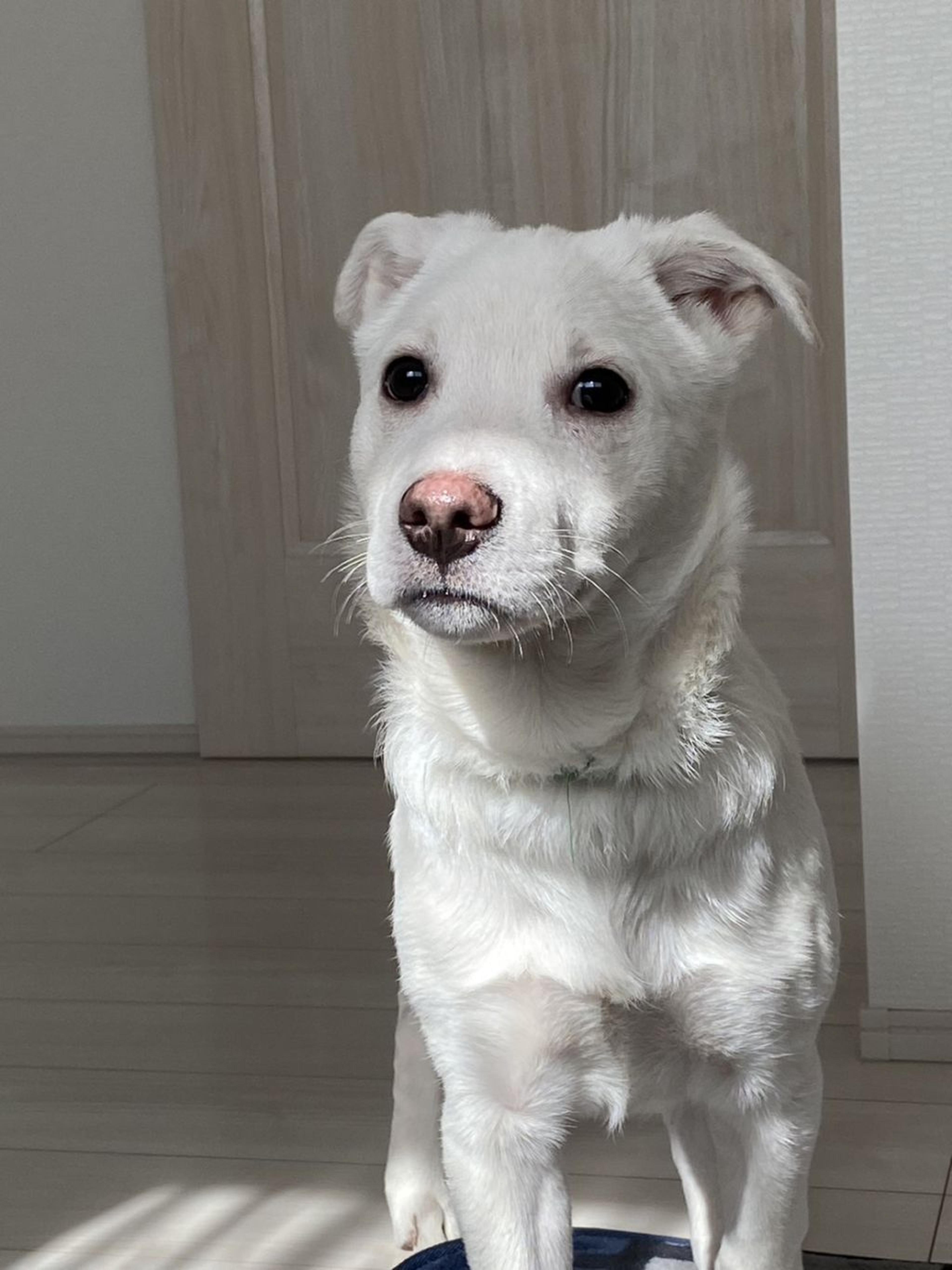 pet-image-2