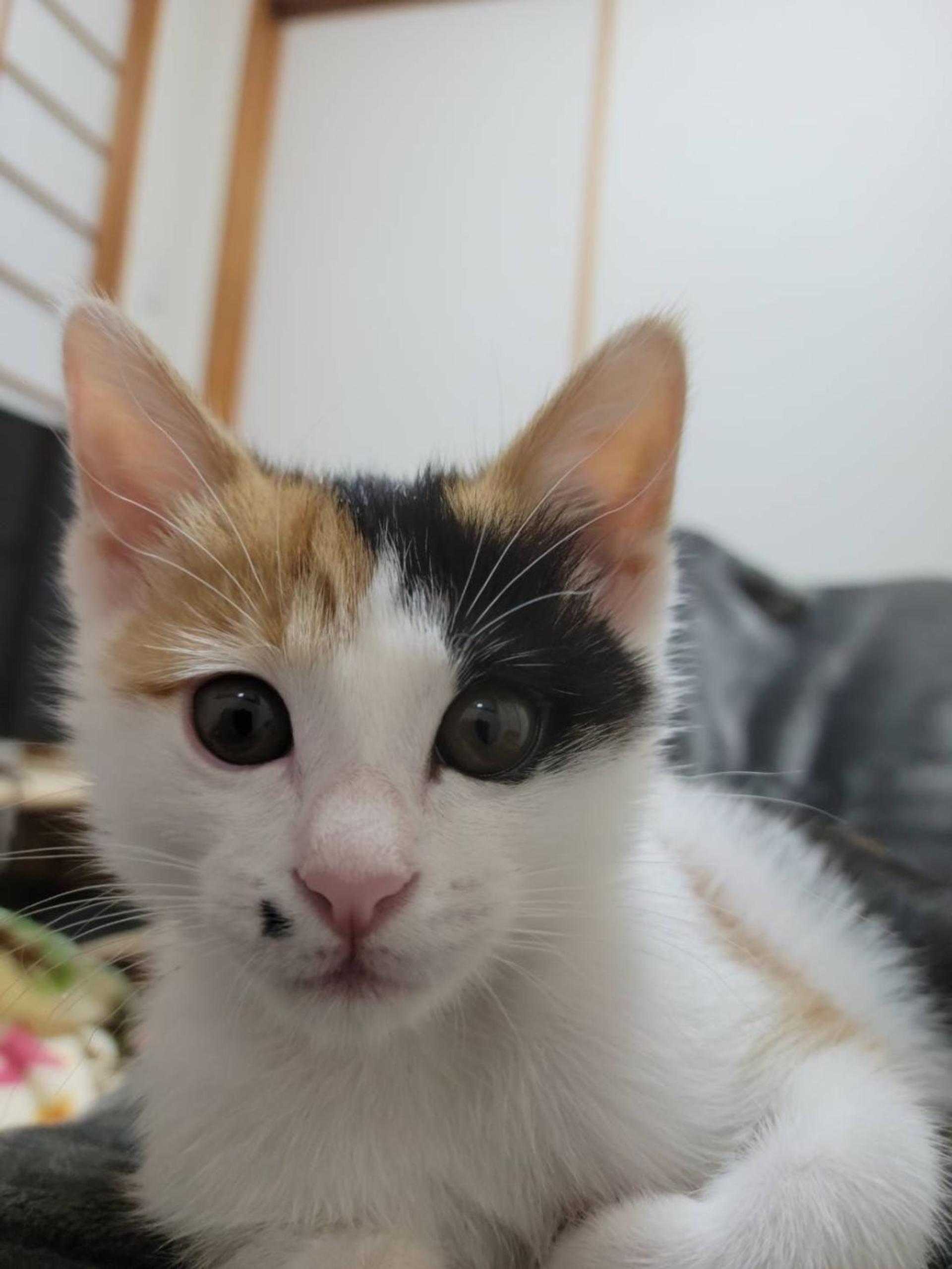 pet-image-2