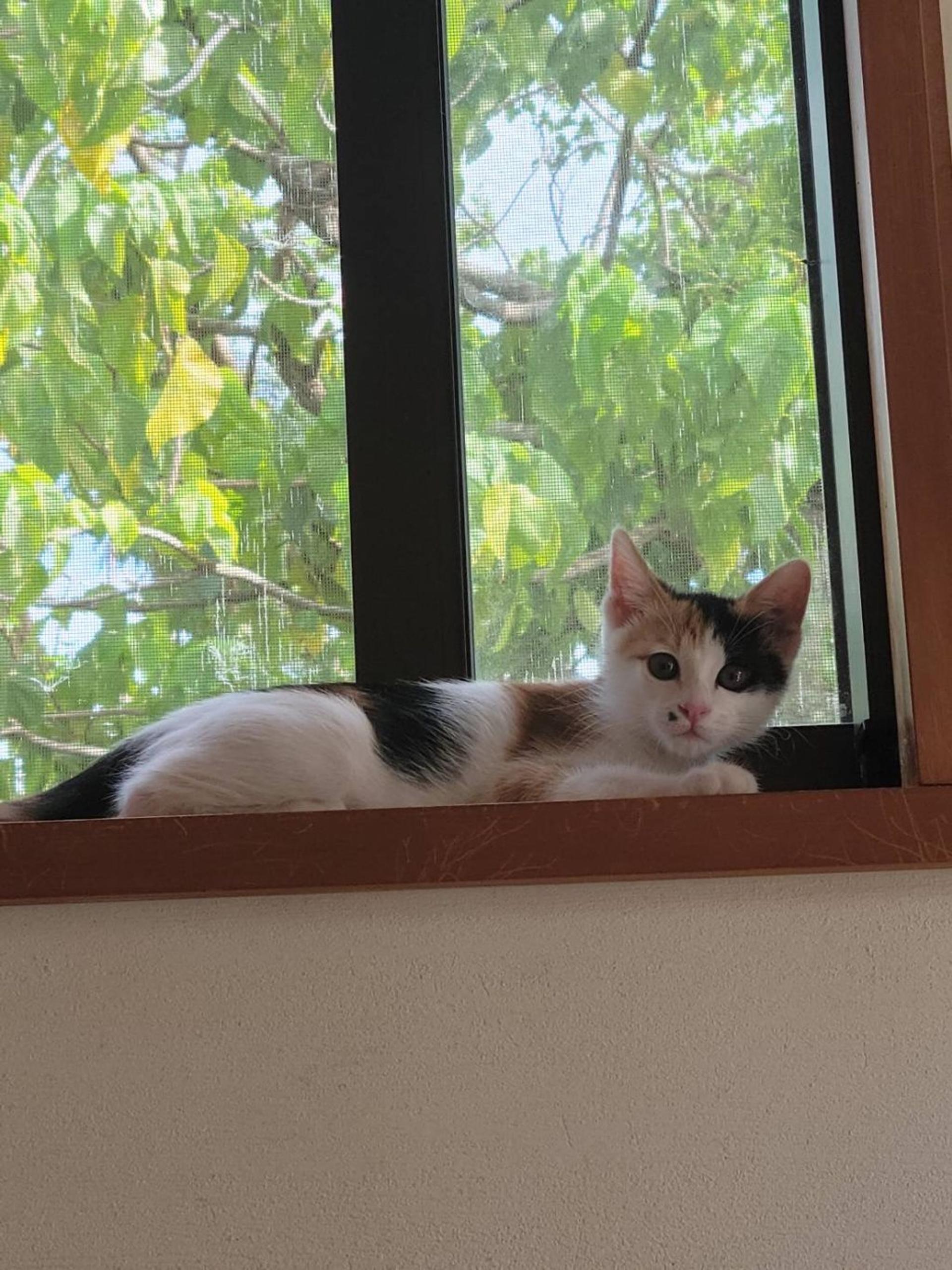 pet-image-3