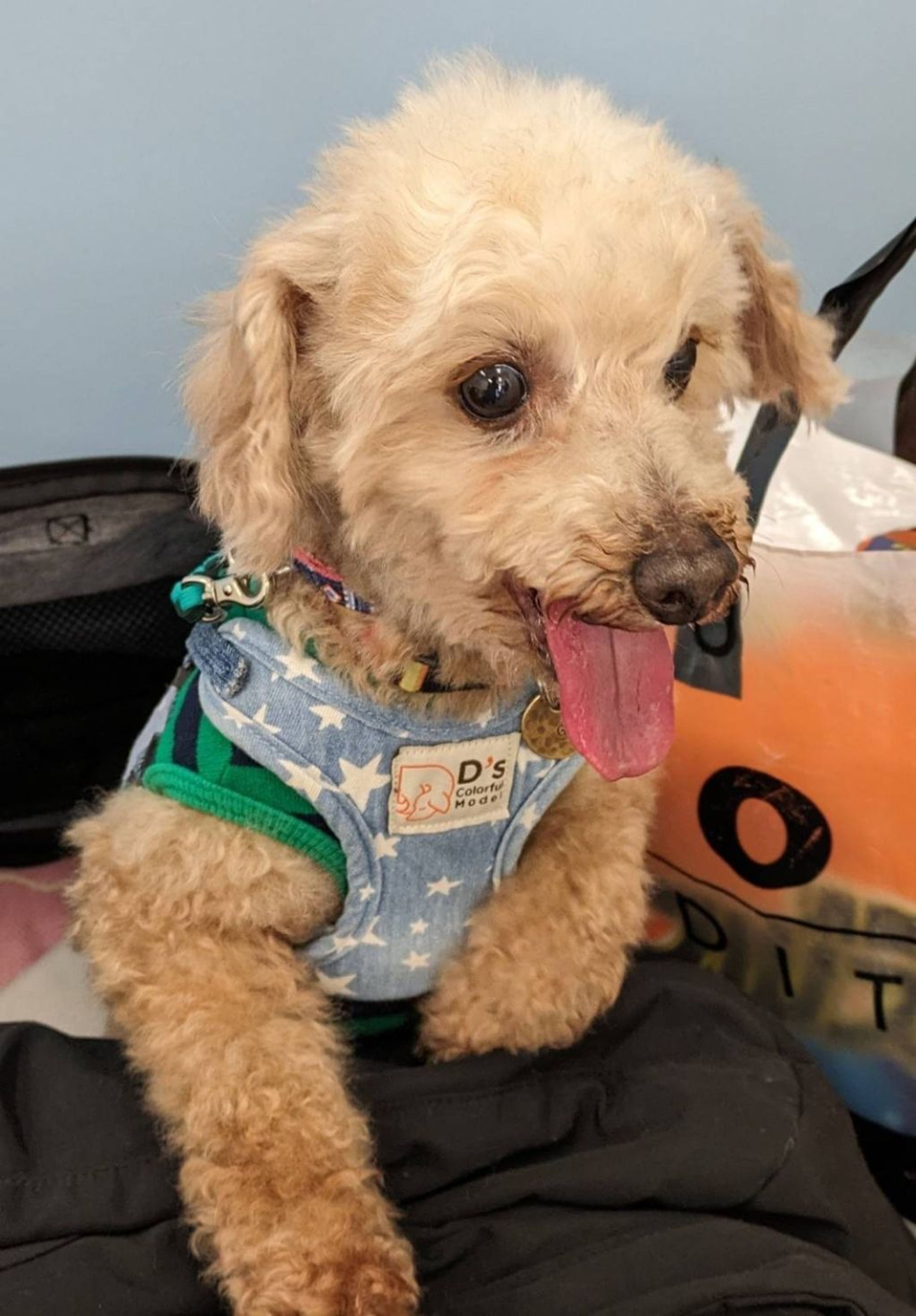 pet-image-3