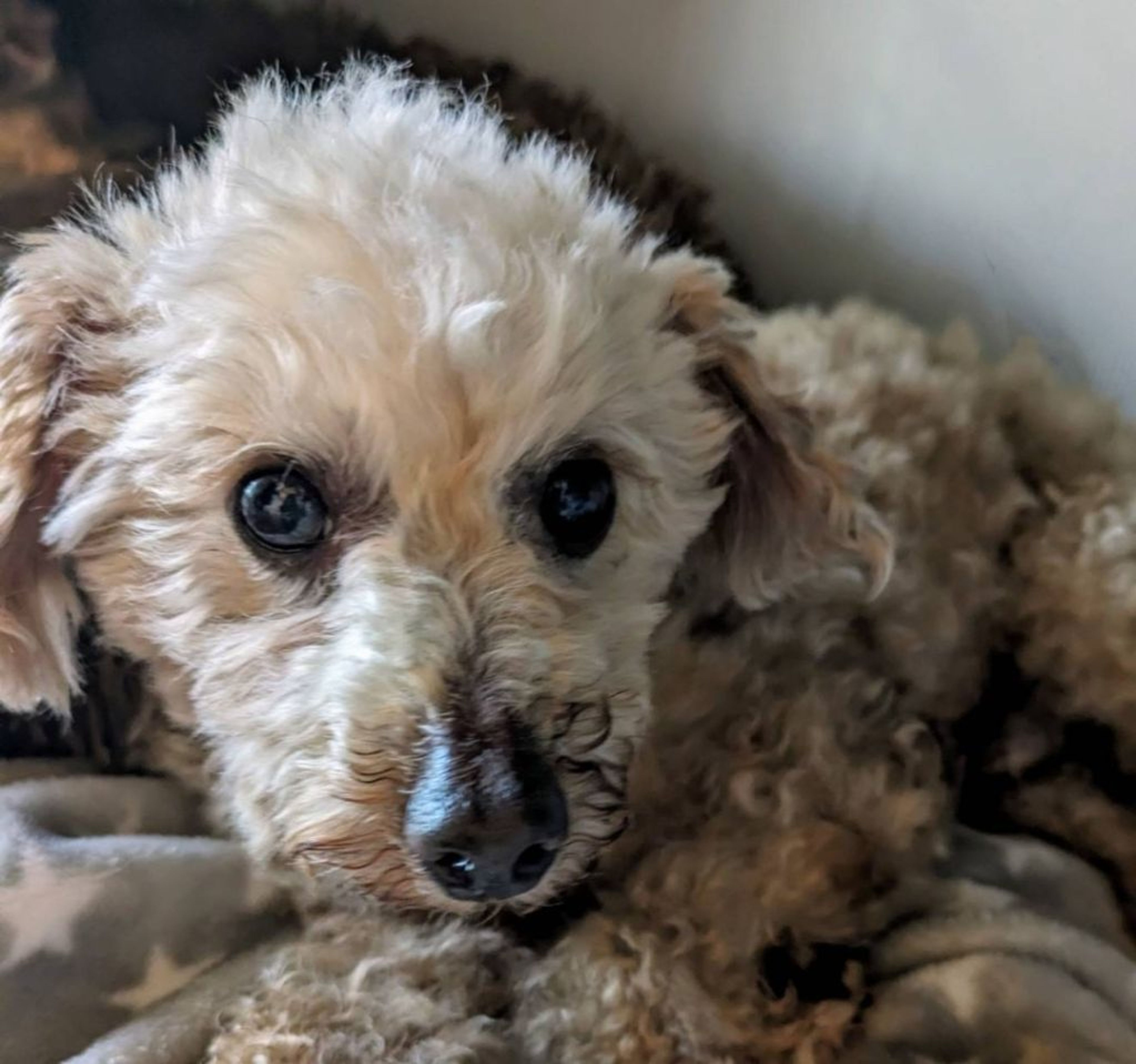 pet-image-4