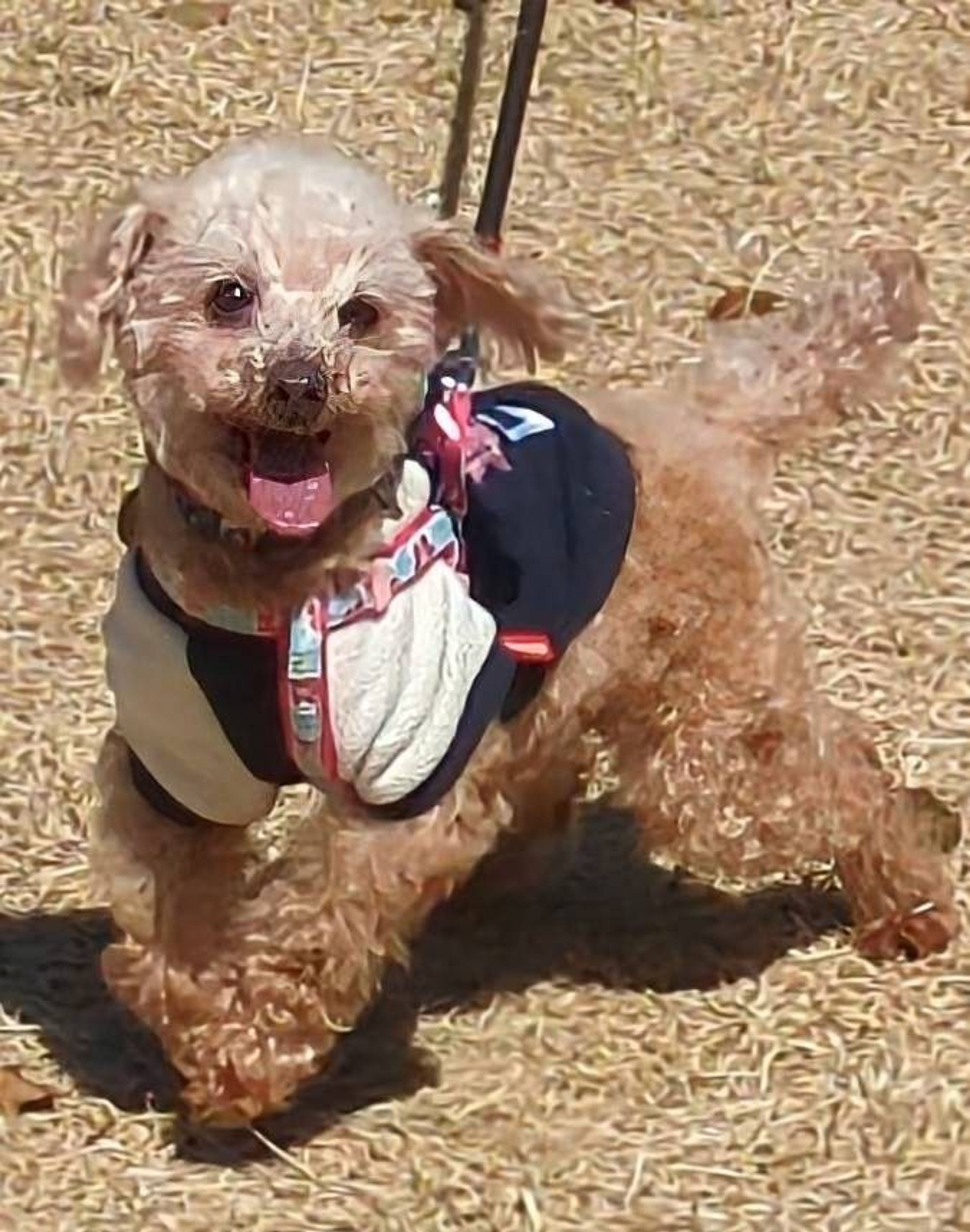 pet-image-5