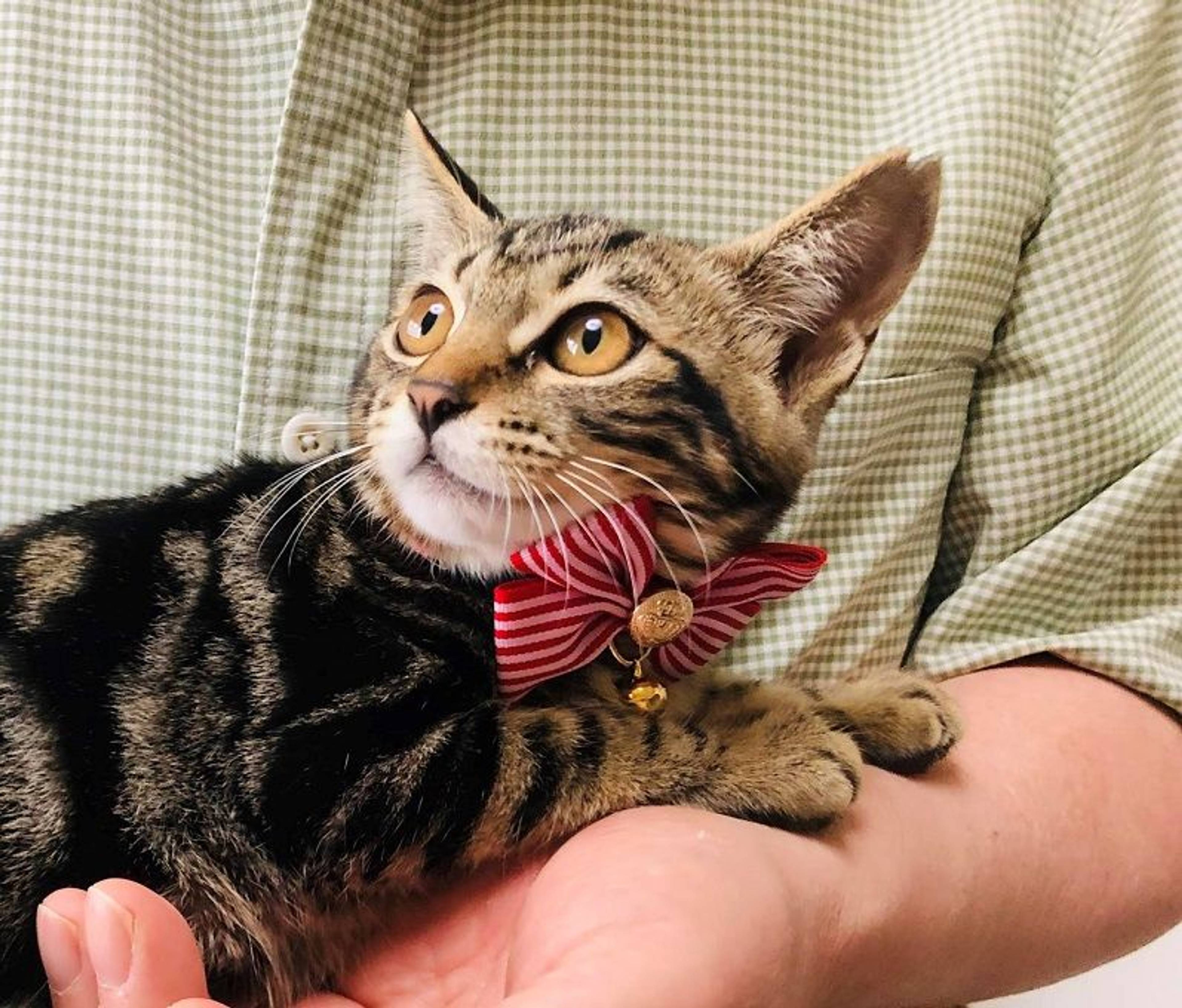 雑種（ミックス猫）・メスの里親募集の写真