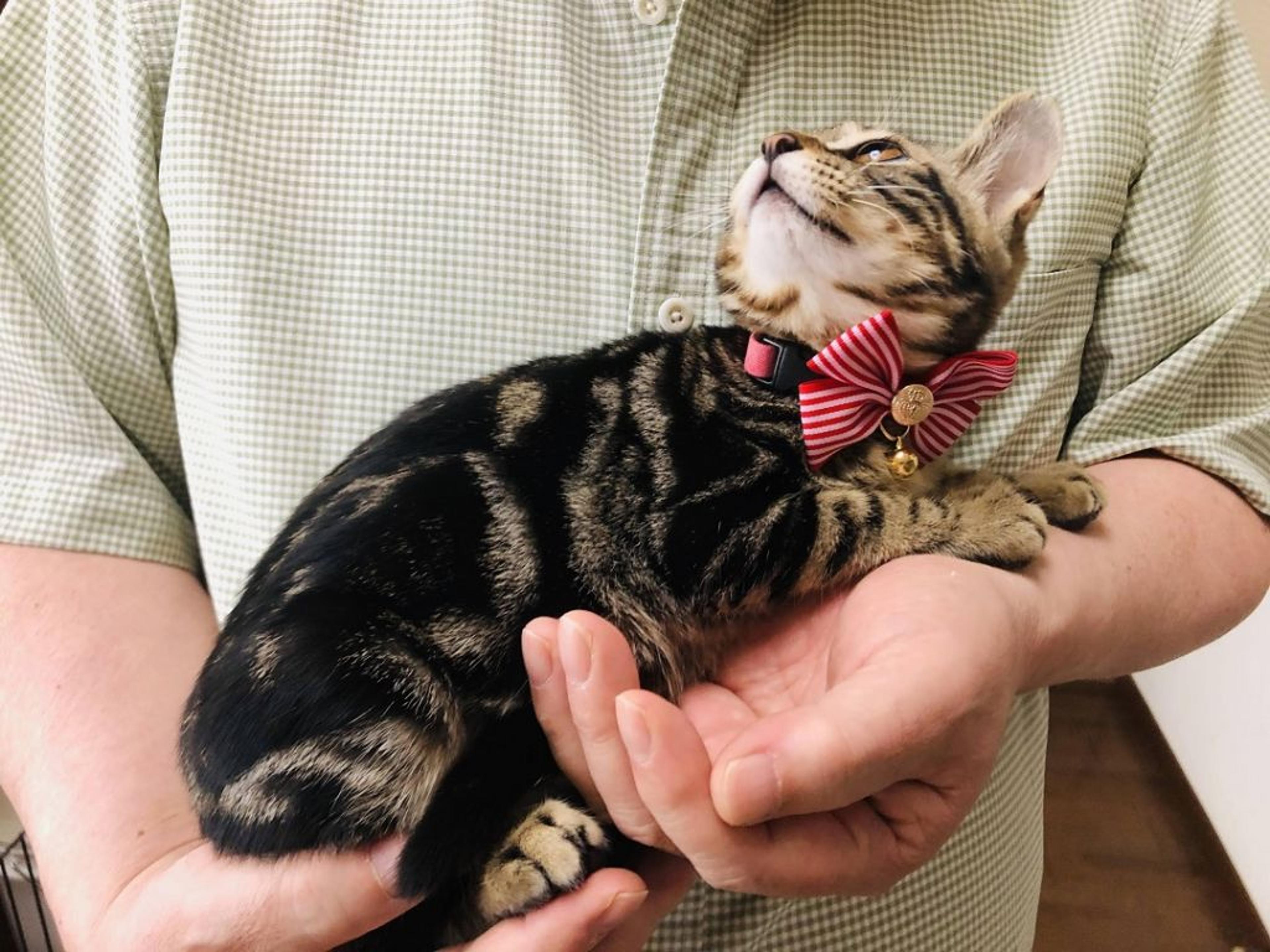 pet-image-2