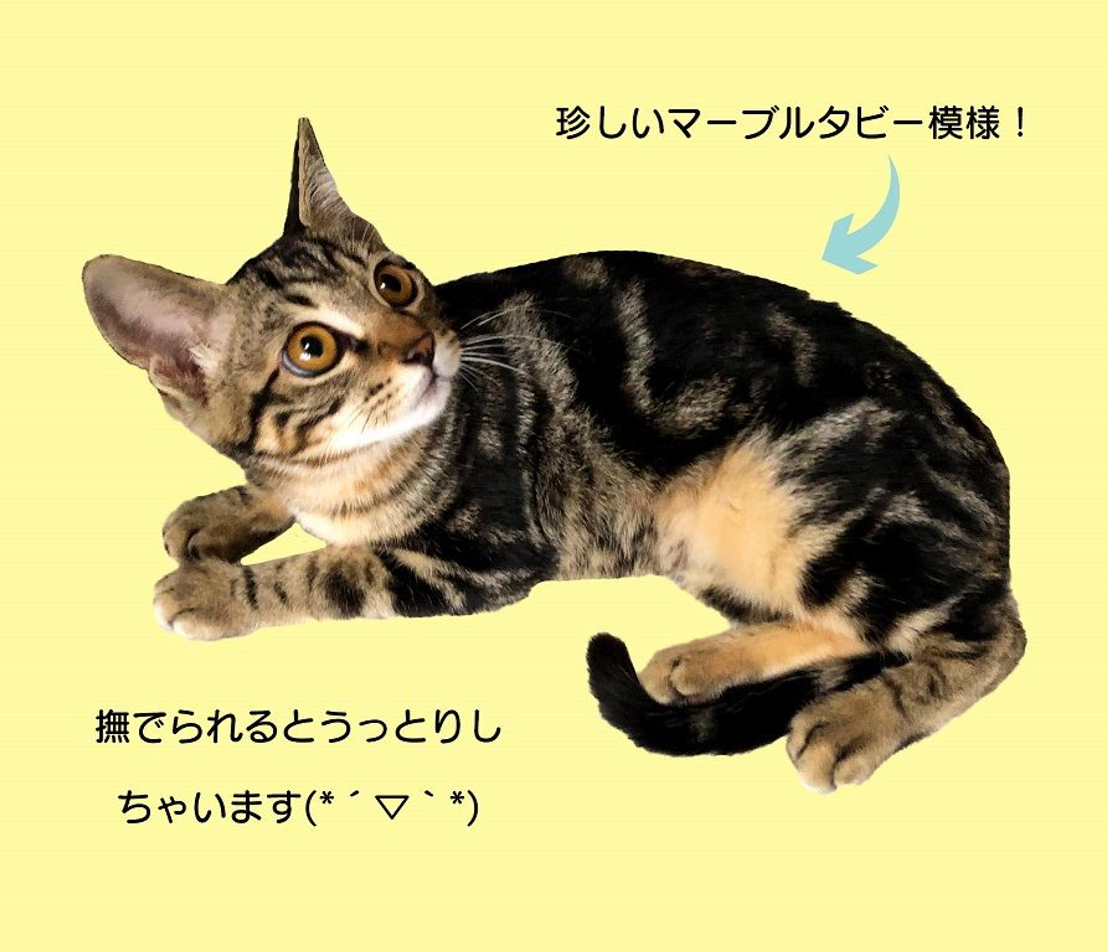 pet-image-3