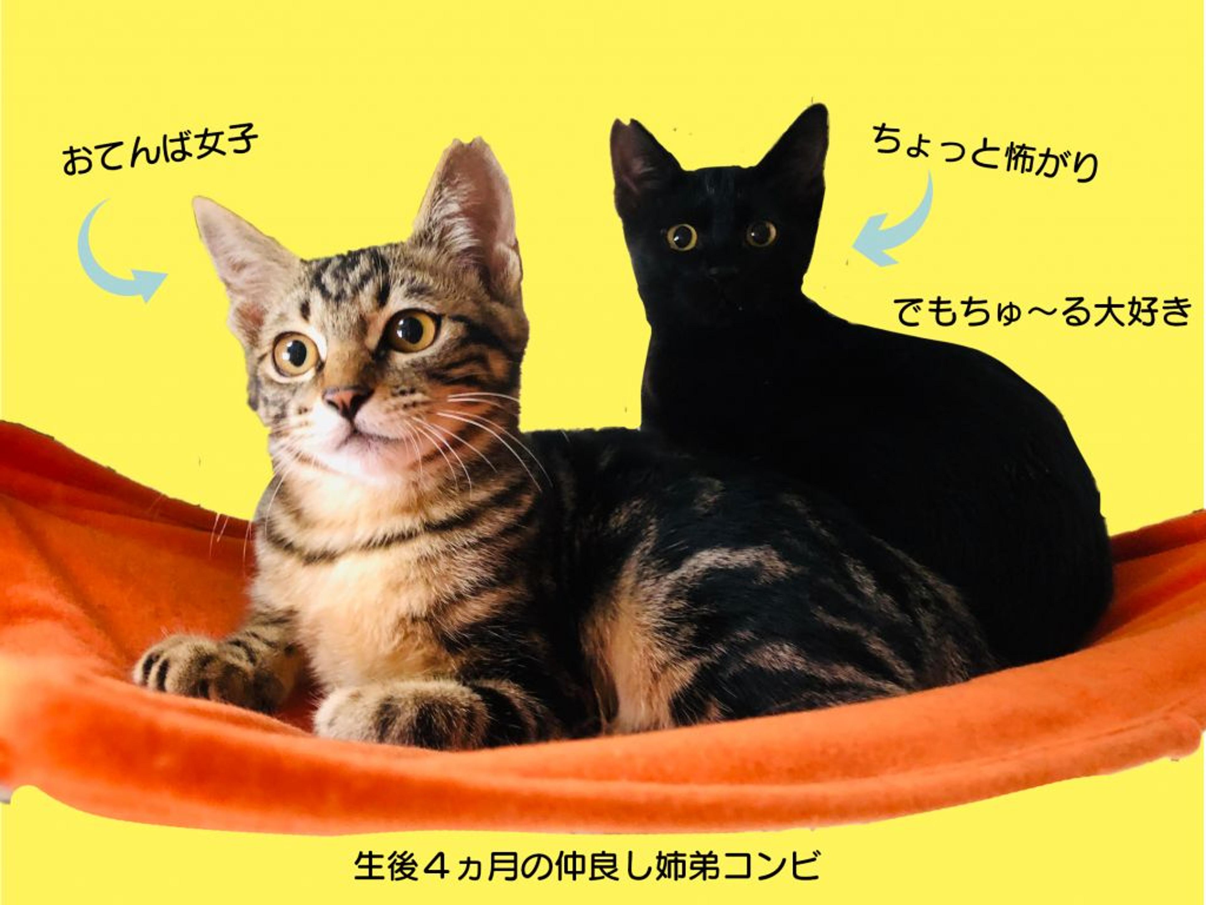 pet-image-4