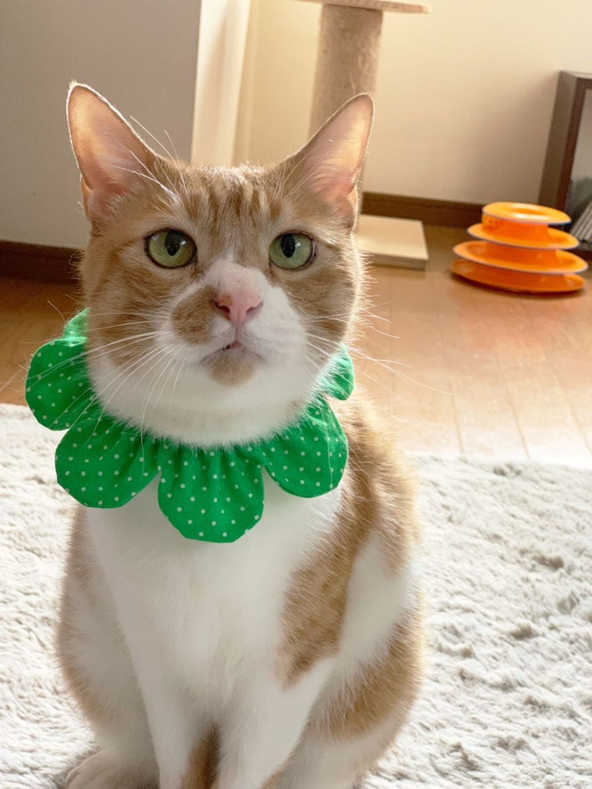 雑種（ミックス猫）・オスの里親募集の写真