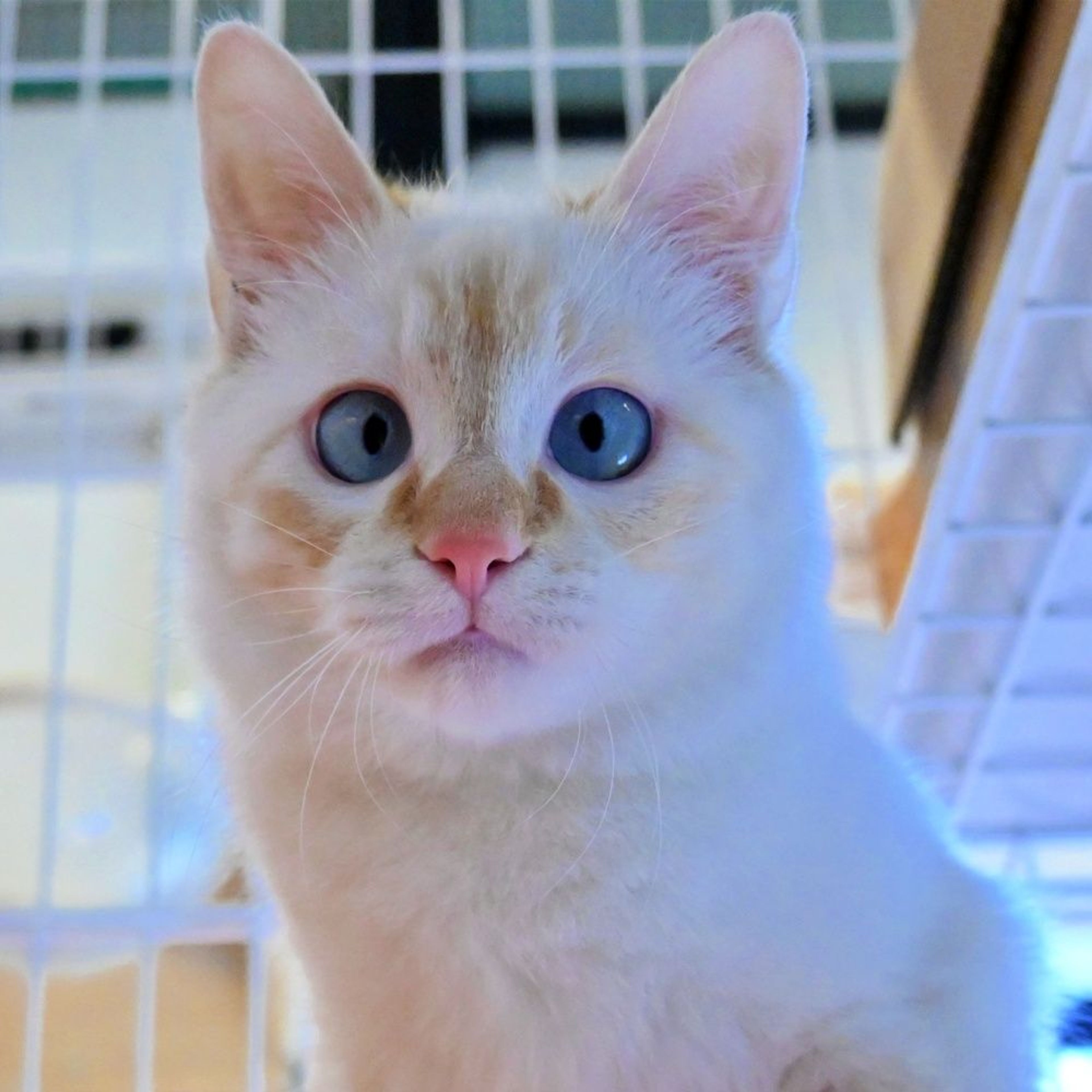 雑種（ミックス猫）・オスの里親募集の写真