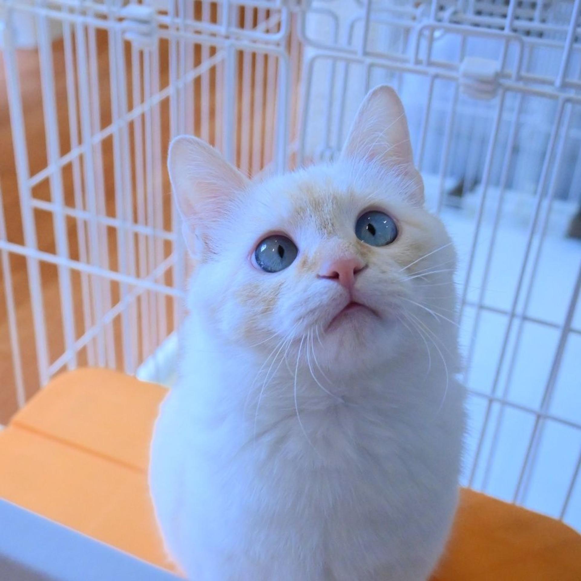 pet-image-3