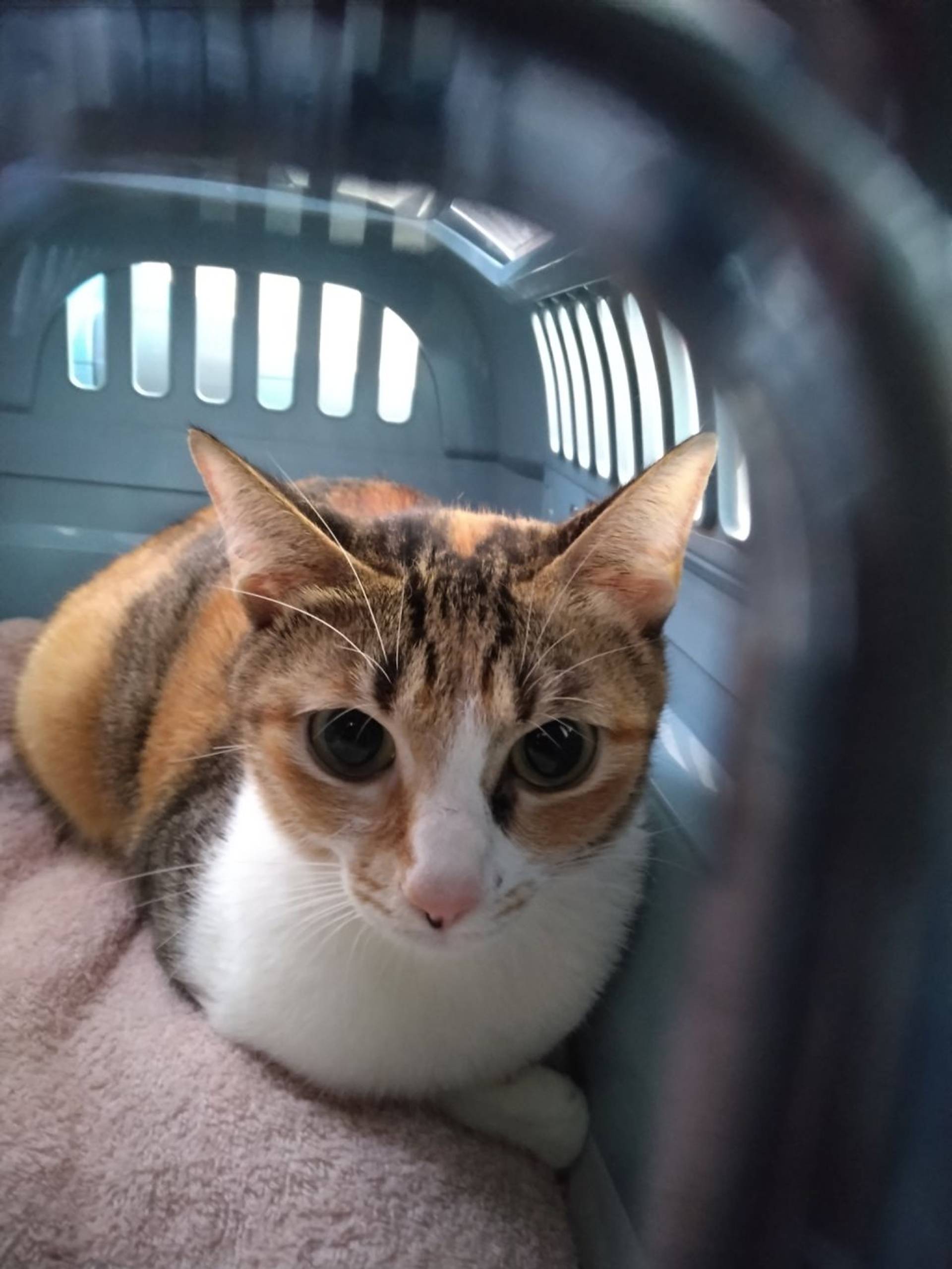 雑種（ミックス猫）・メスの里親募集の写真