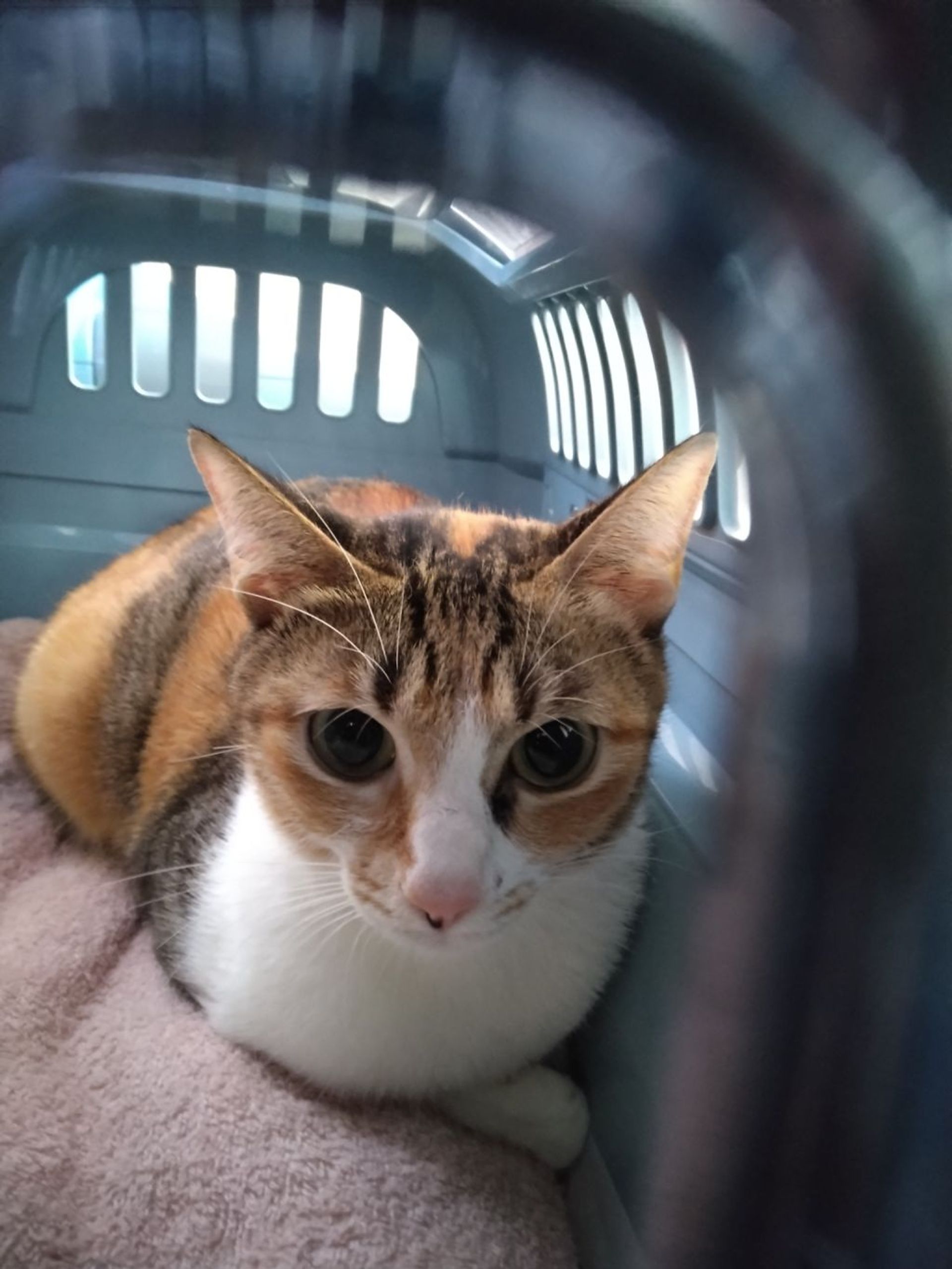 雑種（ミックス猫）・メスの里親募集の写真