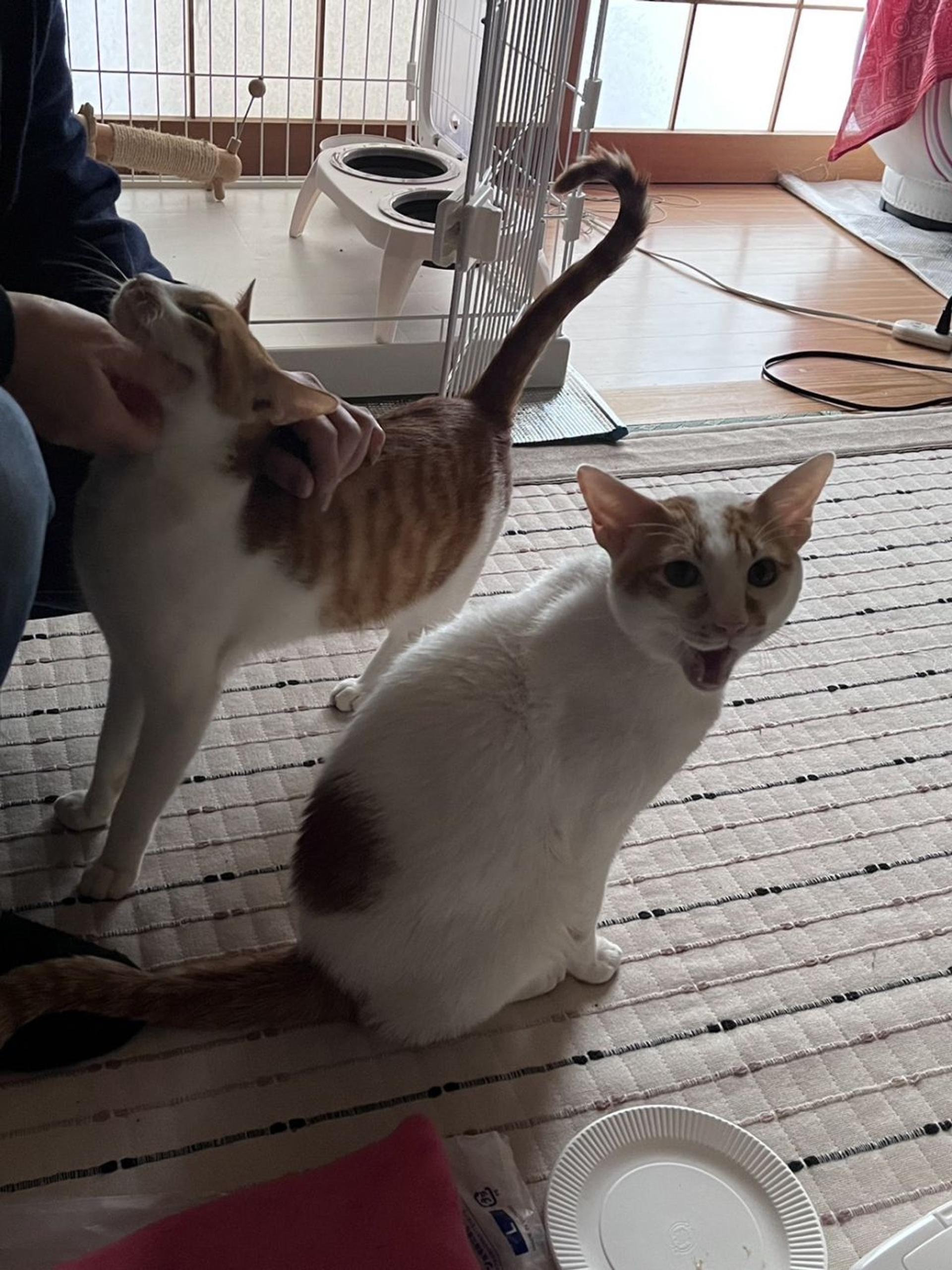 pet-image-3