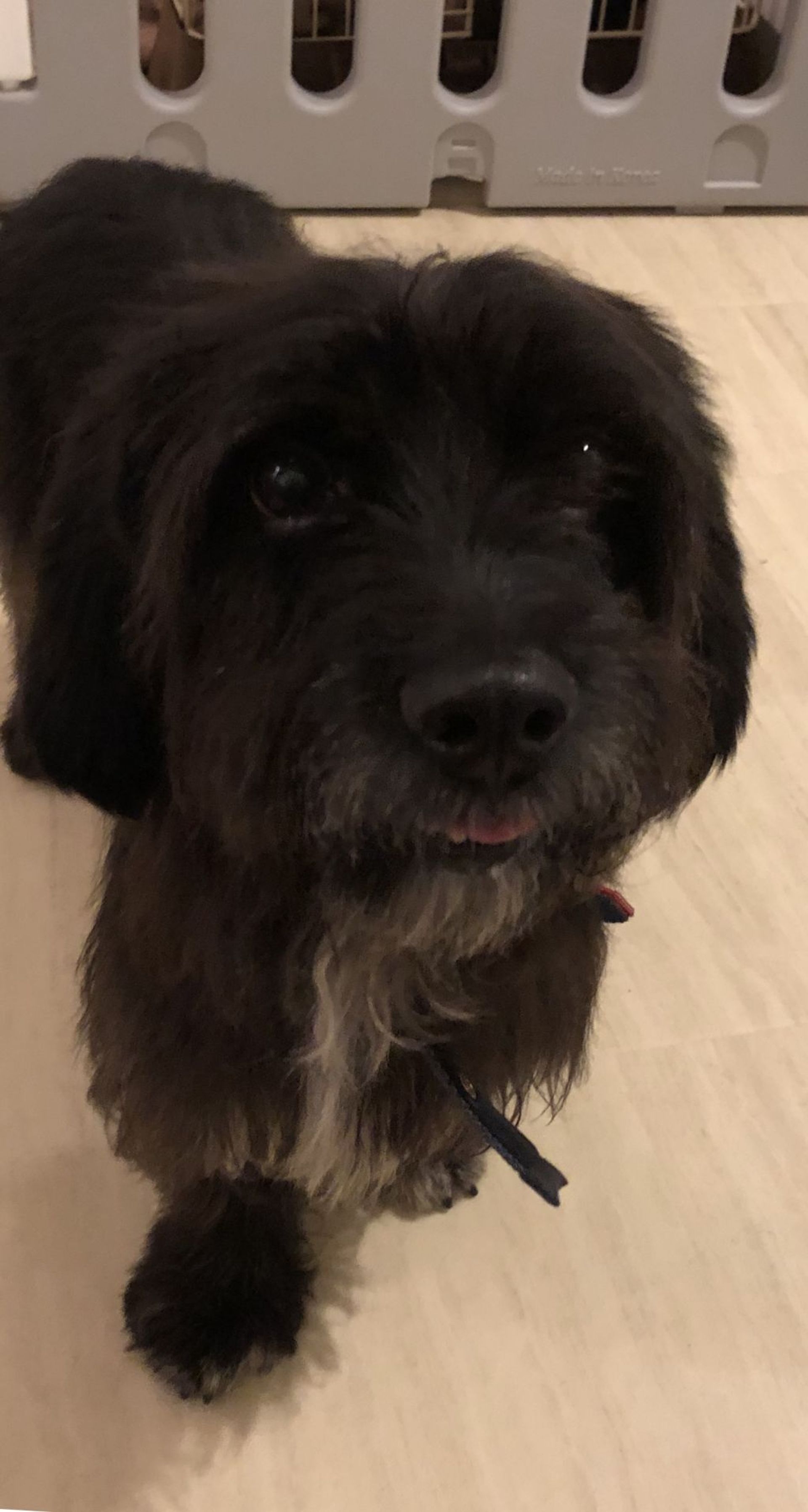 雑種（ミックス犬）・オスの里親募集の写真