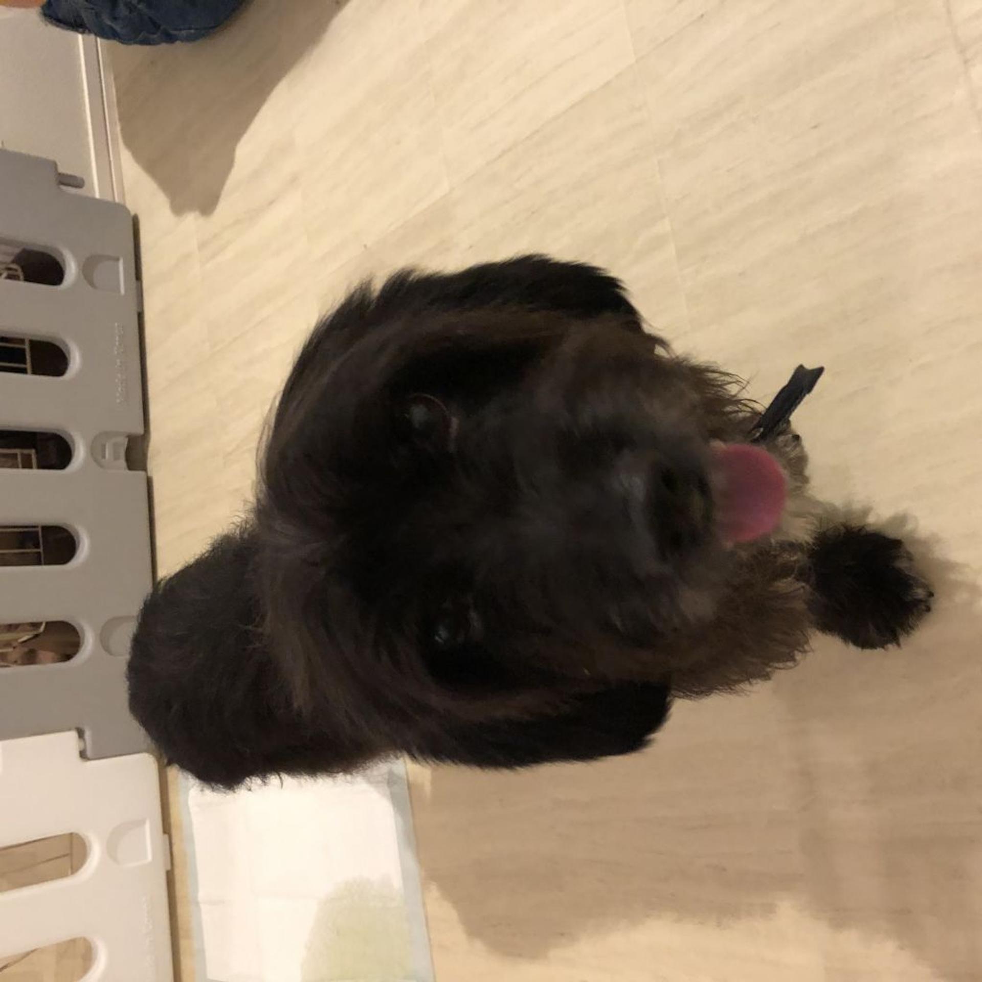 pet-image-2