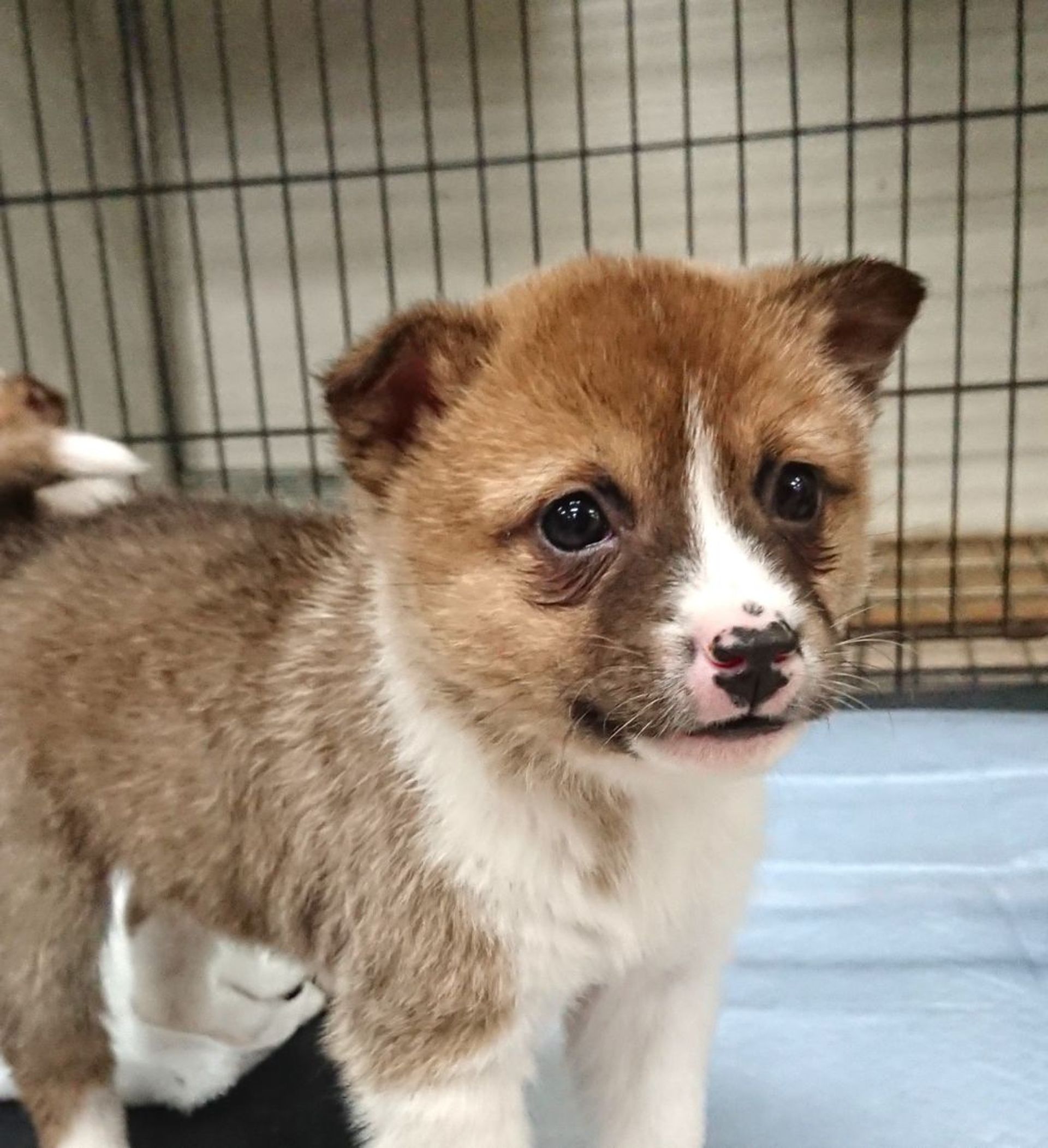 雑種（ミックス犬）・メスの里親募集の写真