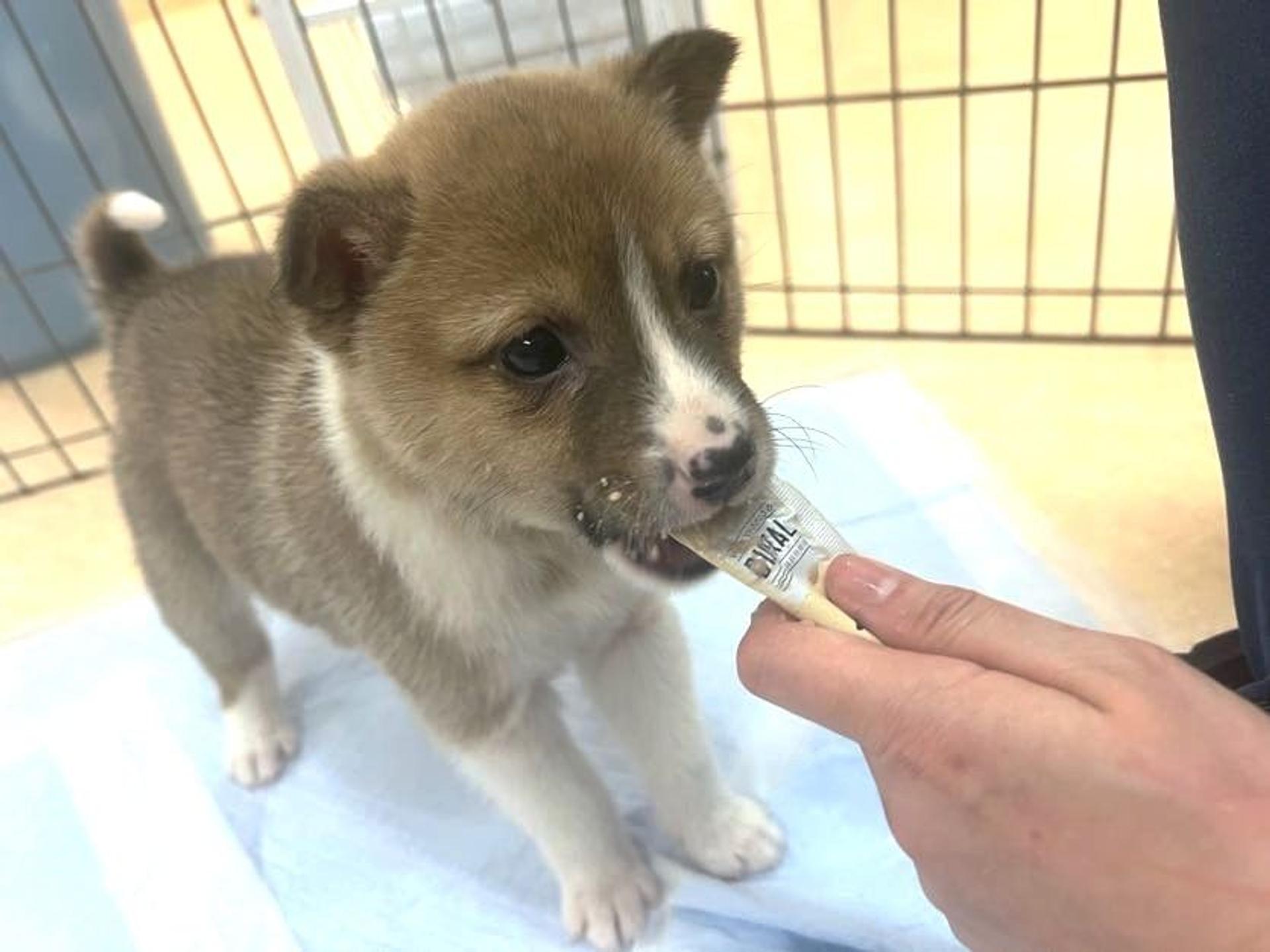 pet-image-2