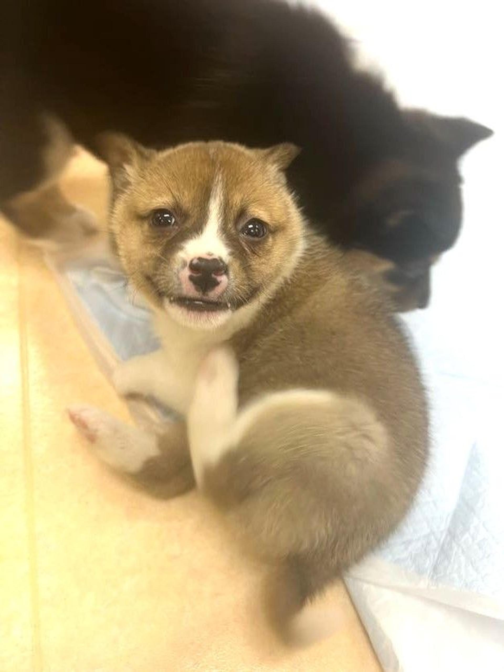 pet-image-3